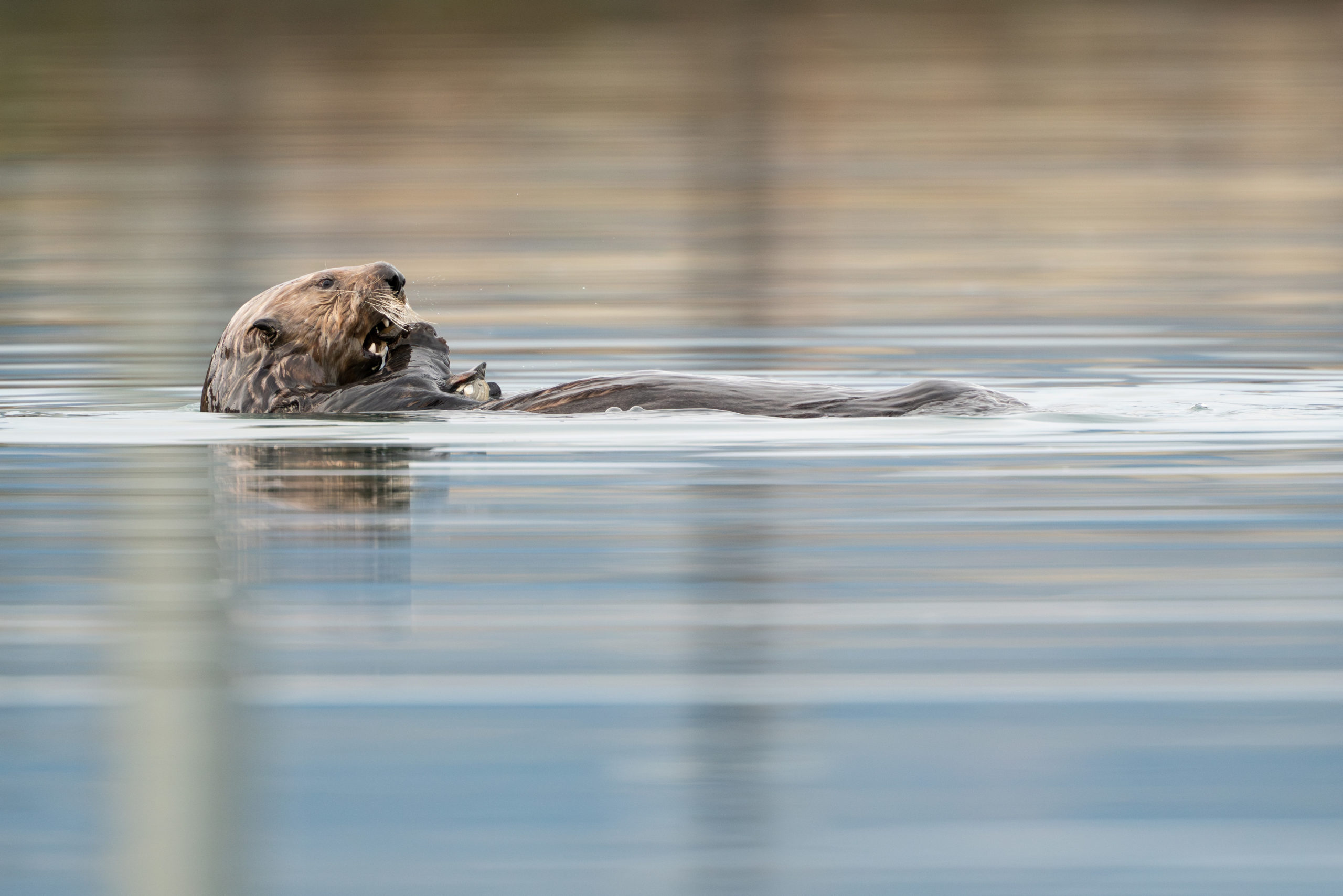 Loutre de mer du Nord (Enhydra lutris kenyoni) / Valdez – Alaska