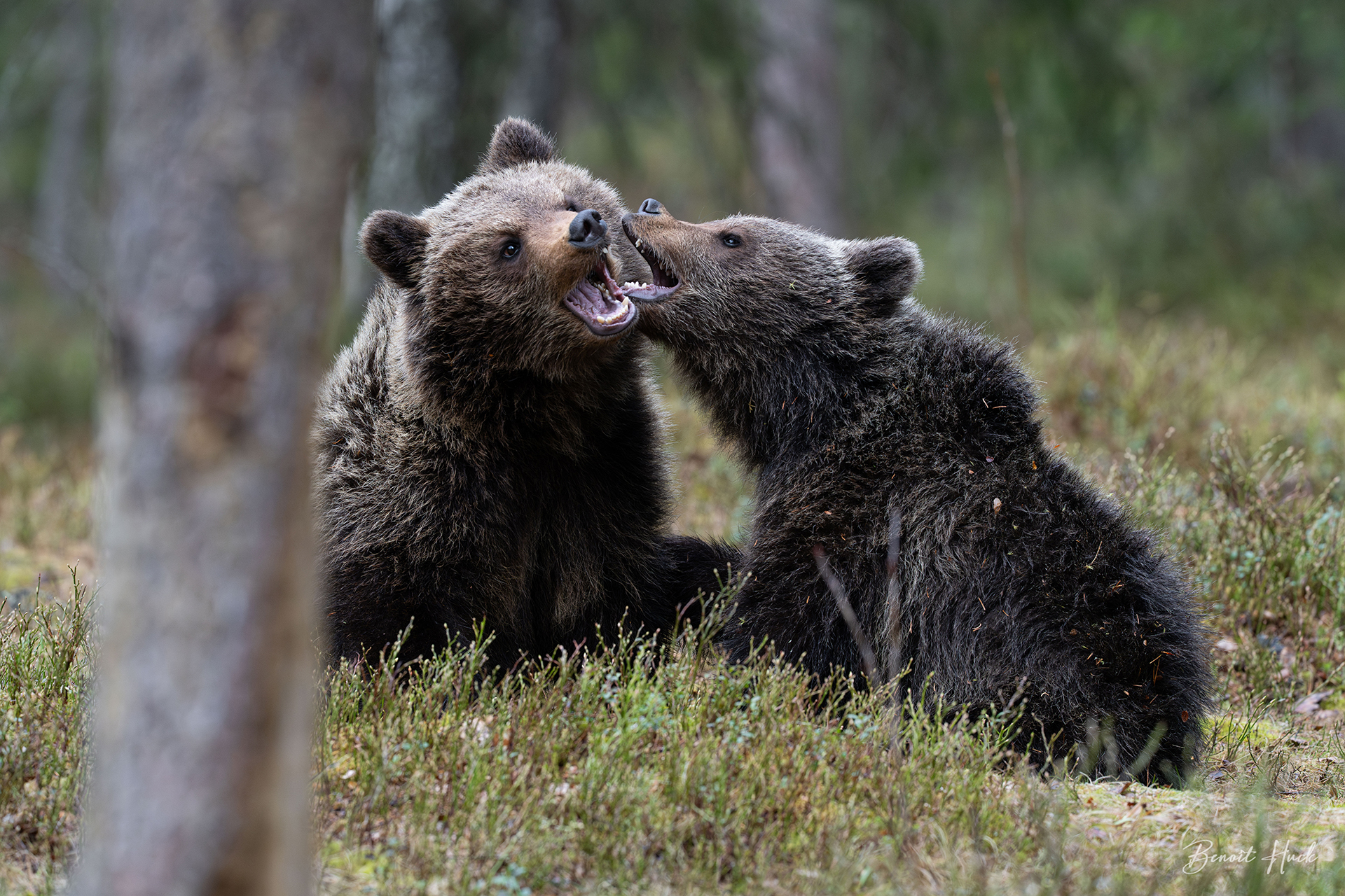 Ours brun (Ursus arctos) / Finlande – Oursons