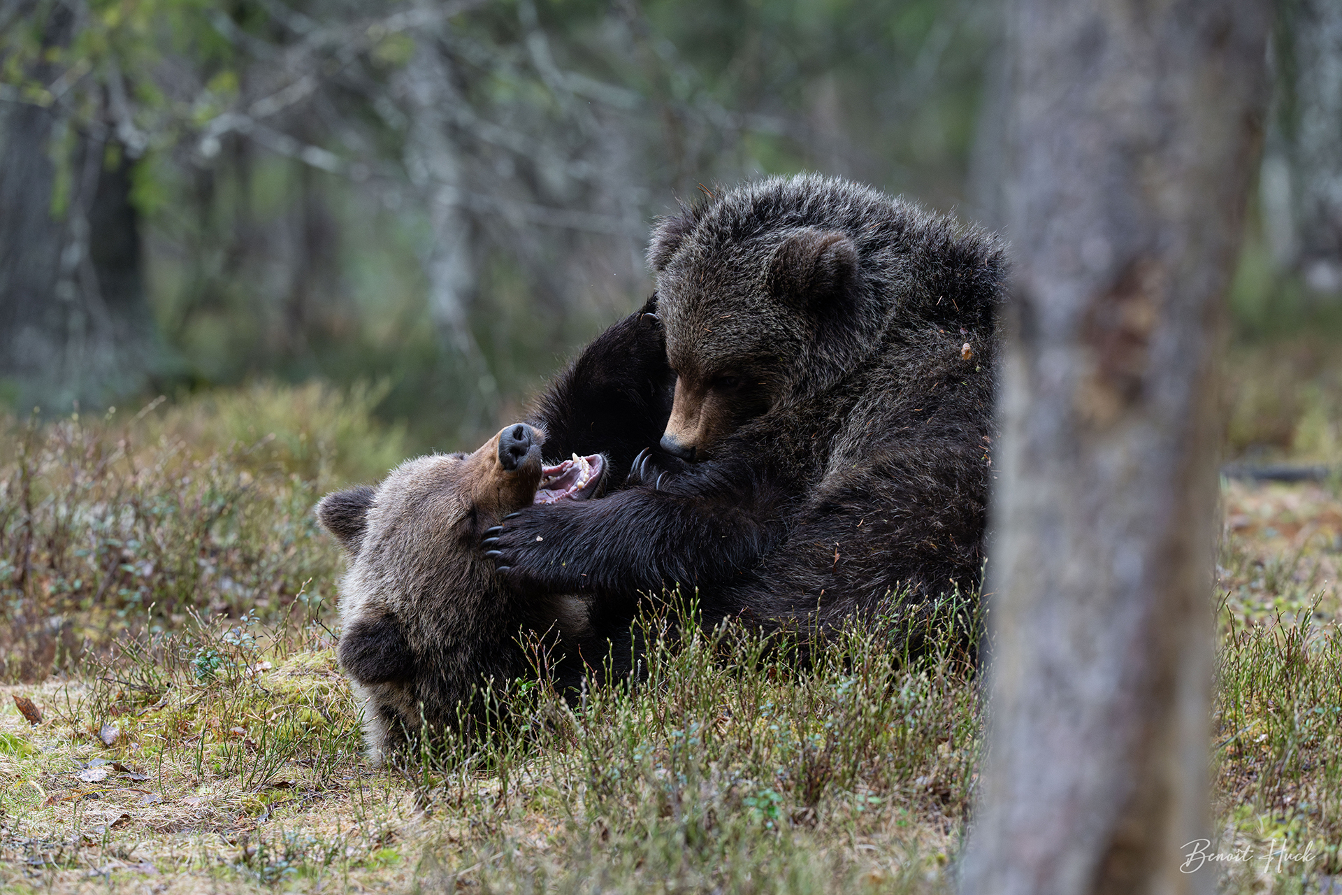Ours brun (Ursus arctos) / Finlande – Oursons