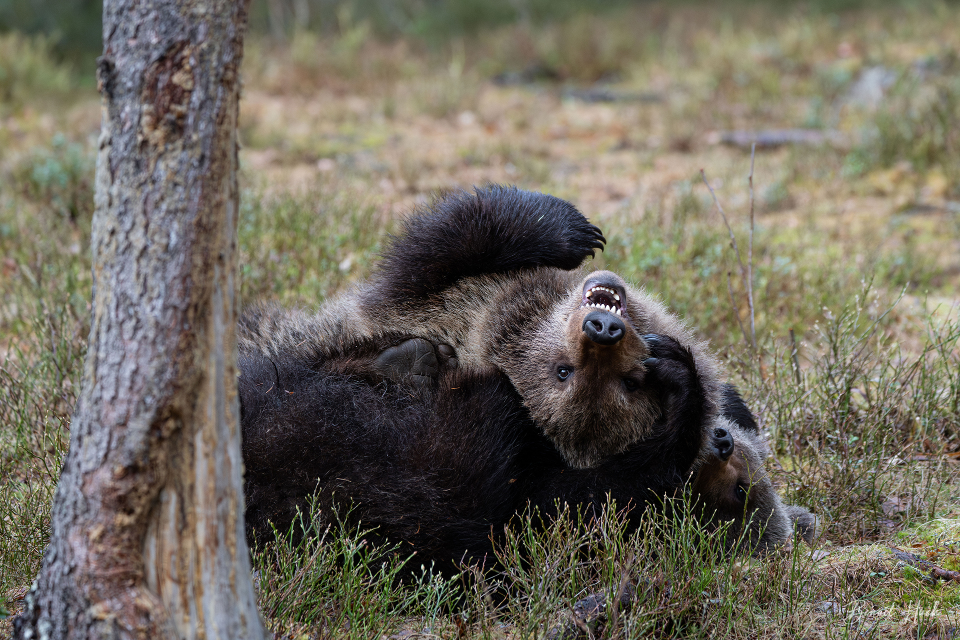 Ours brun (Ursus arctos) / Finlande – Oursons
