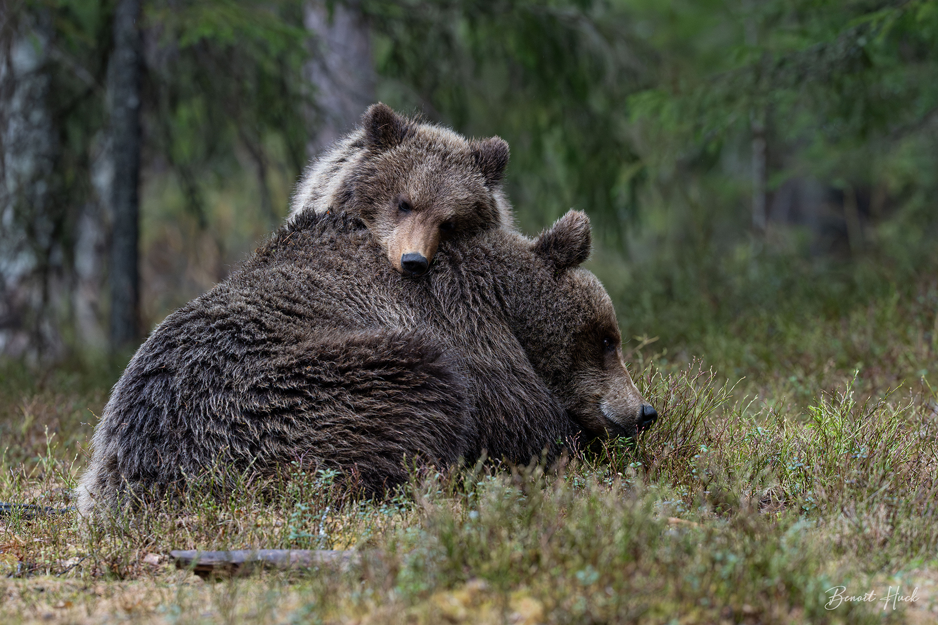 Ours brun (Ursus arctos) / Finlande – Ourson et sa mère