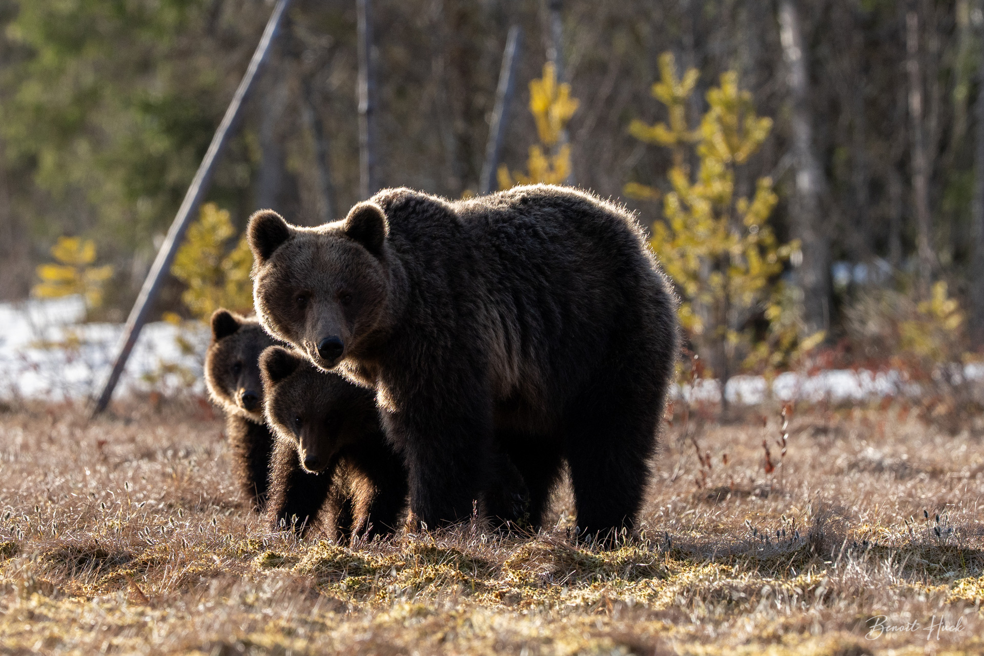 Ours brun (Ursus arctos) / Finlande – Oursons et leur mère