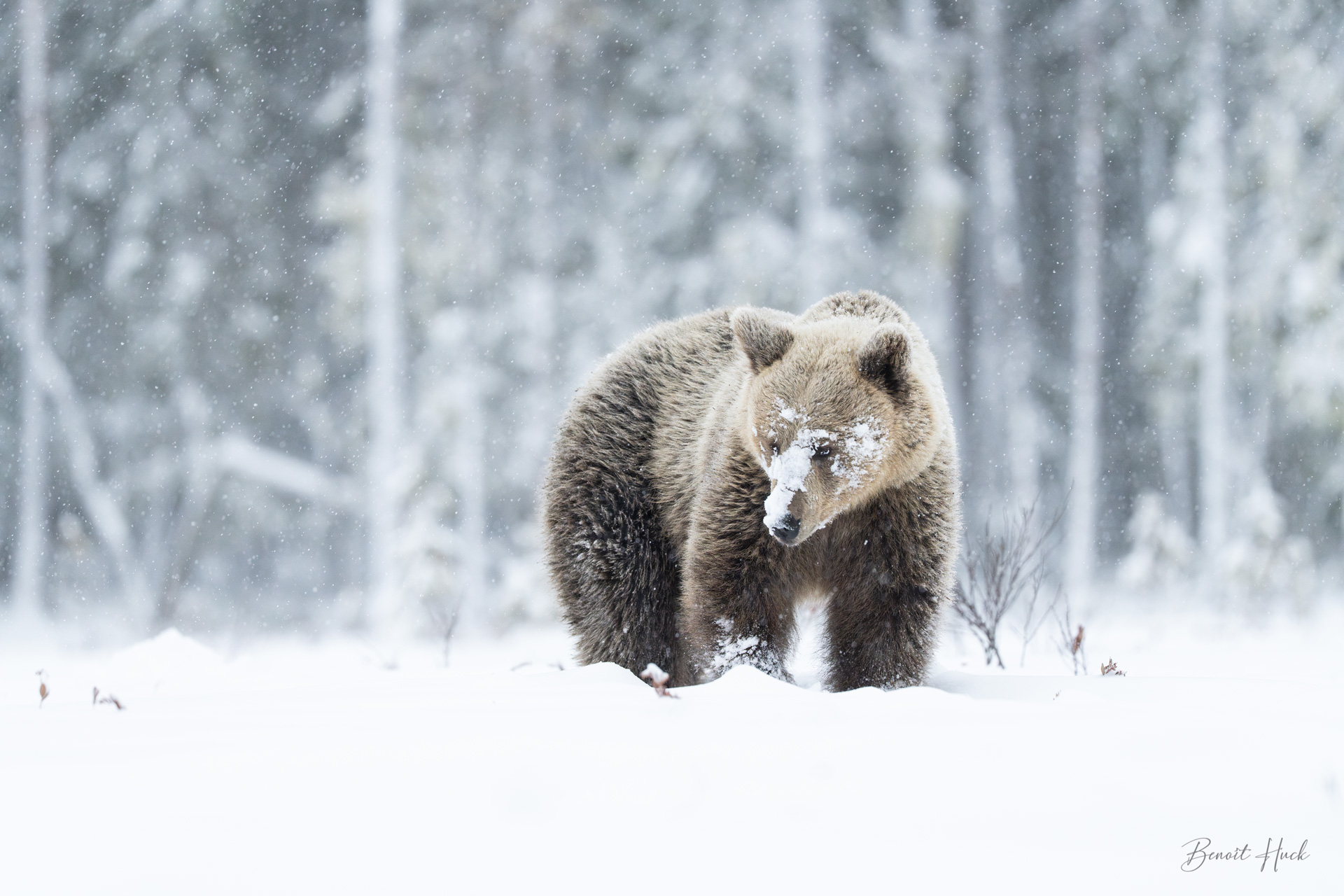 Ours brun (Ursus arctos) / Finlande