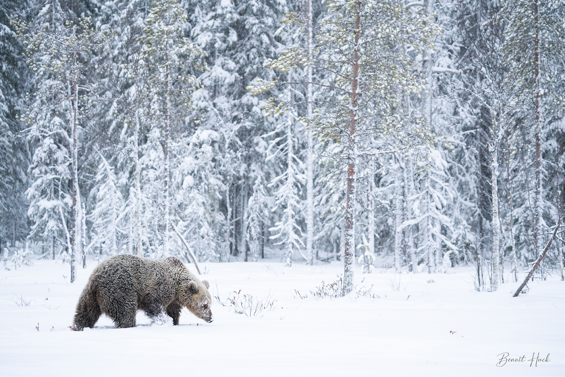 Ours brun (Ursus arctos) / Finlande