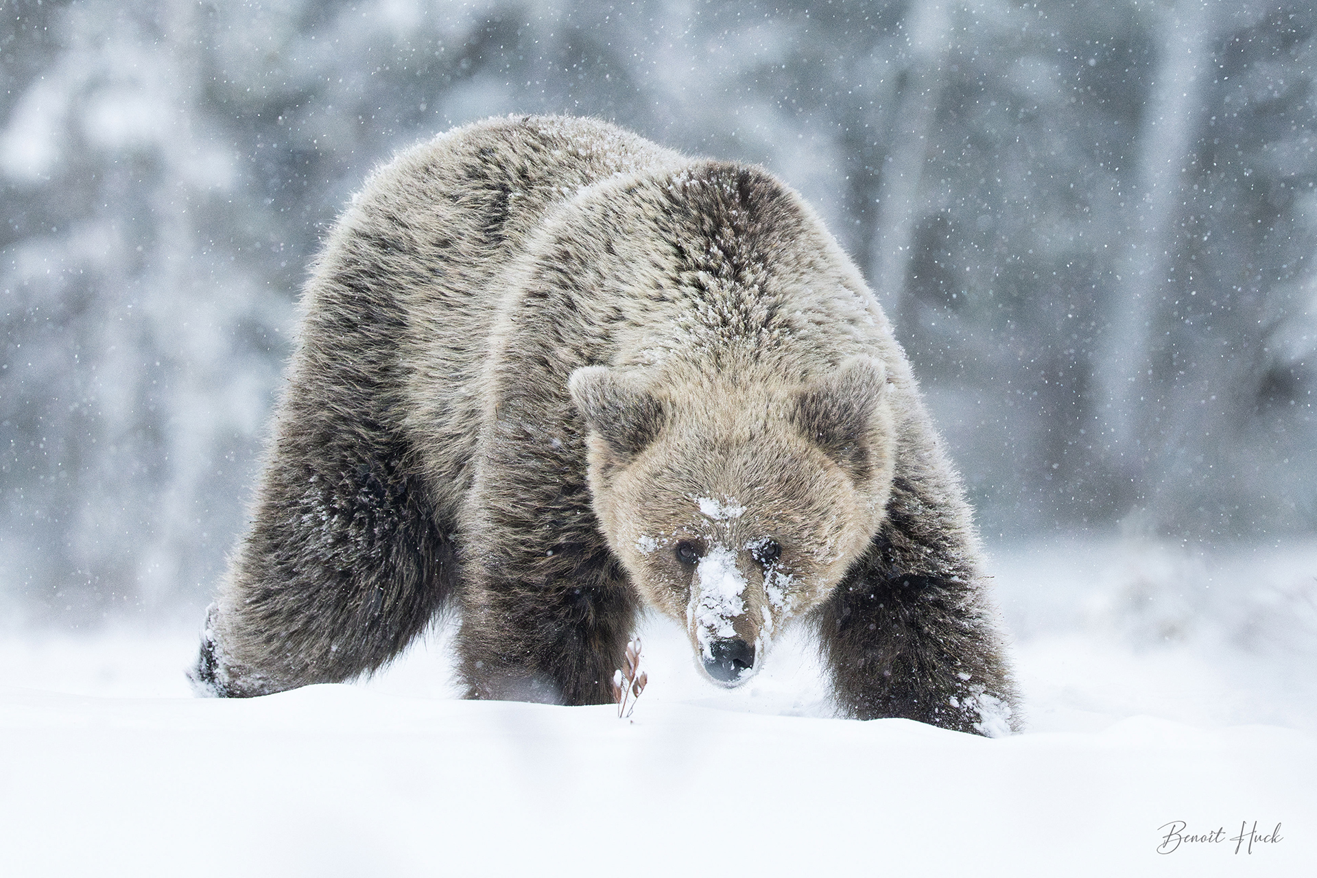 Ours brun (Ursus arctos) / Finlande
