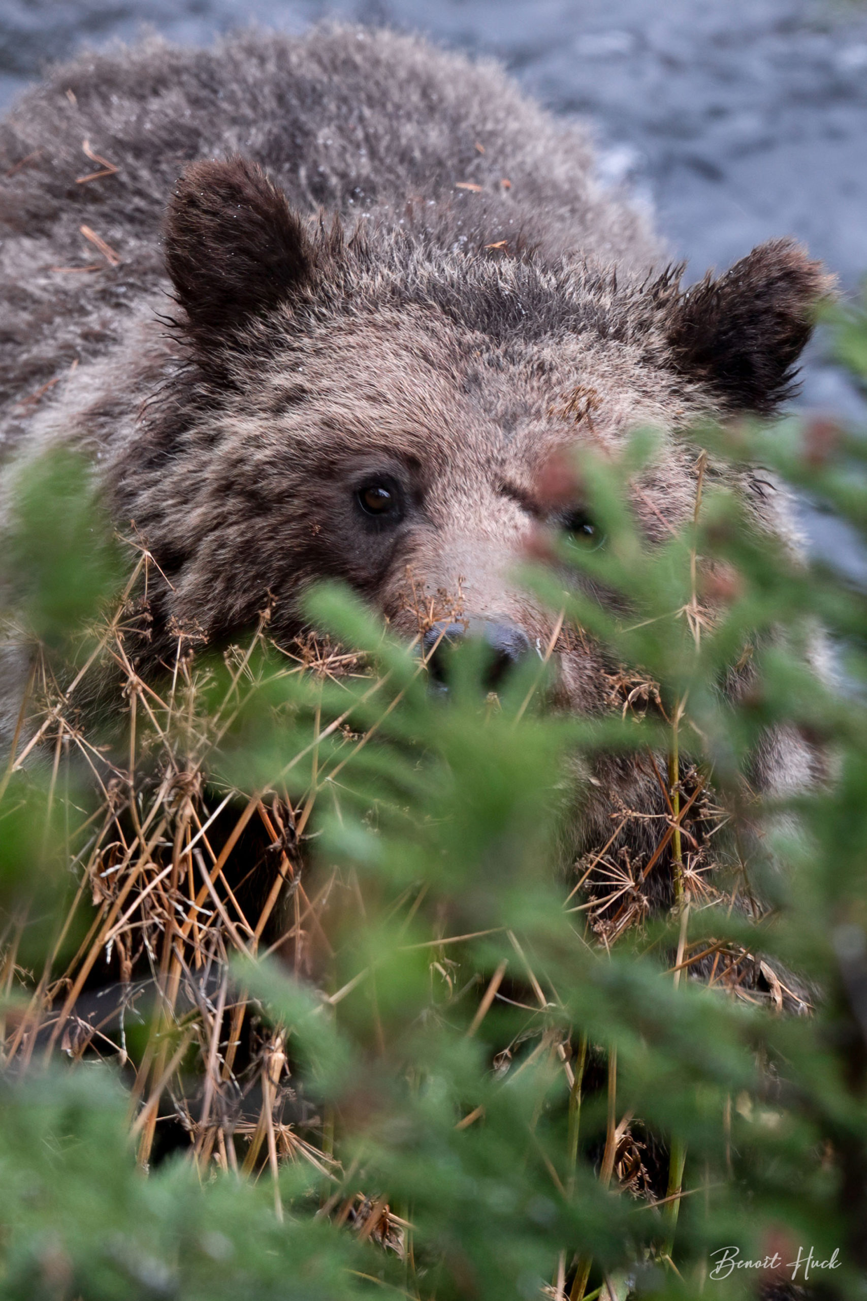 Grizzly (Ursus arctos) / Wyoming