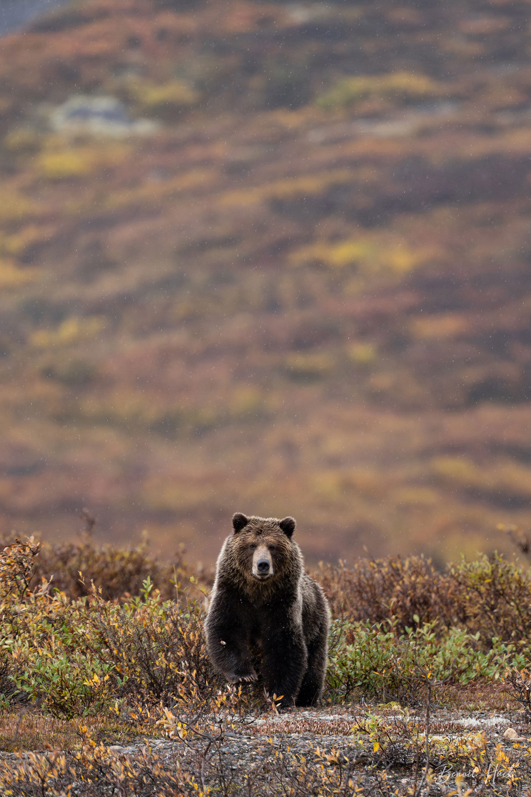 Grizzly (Ursus arctos) / Yukon