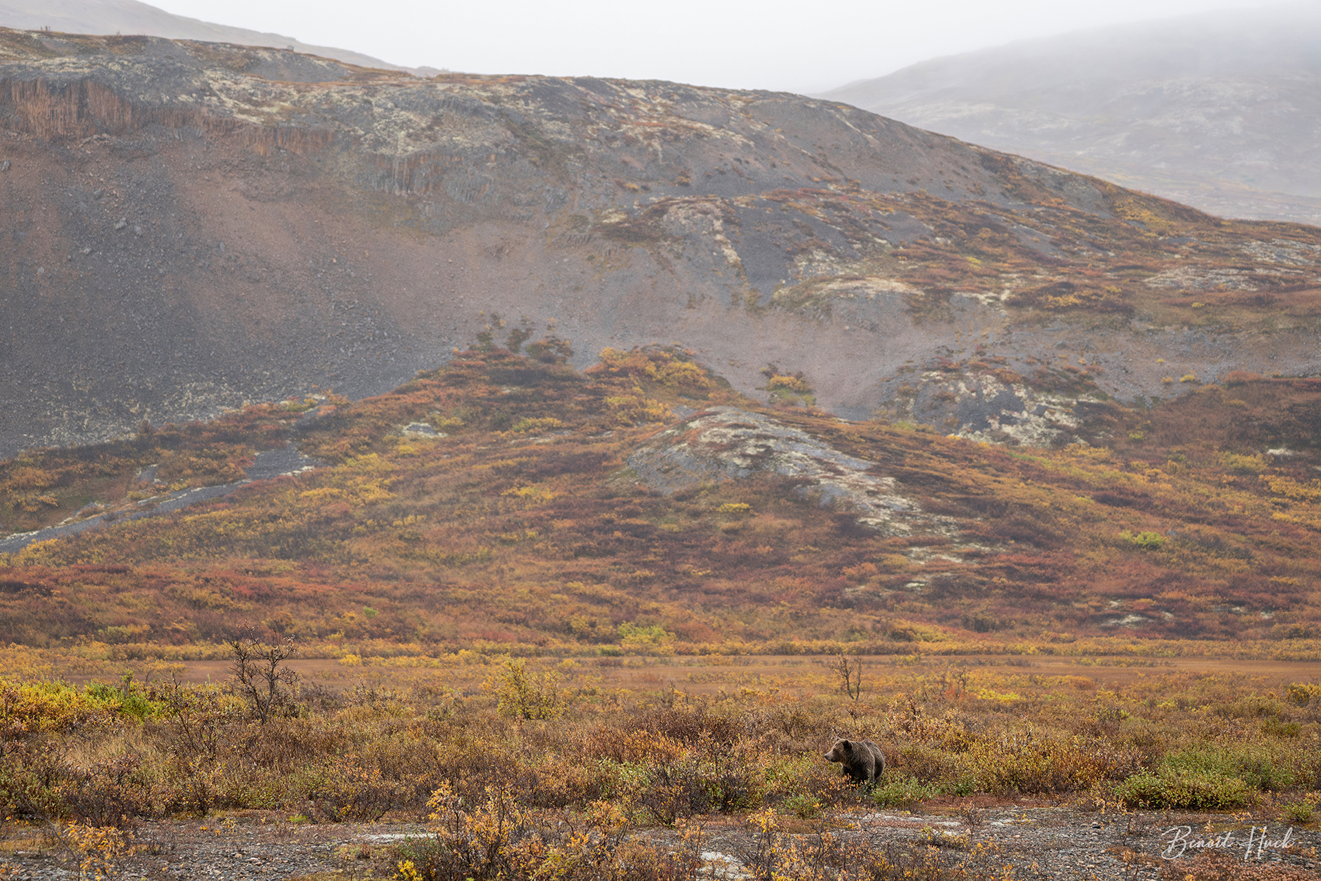 Grizzly (Ursus arctos) / Yukon