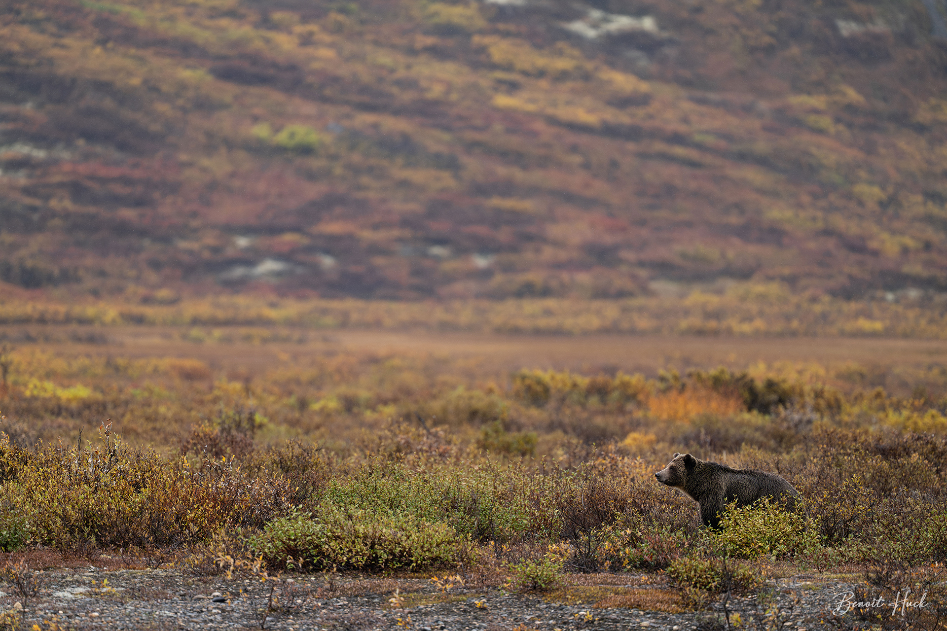 Grizzly (Ursus arctos) / Yukon