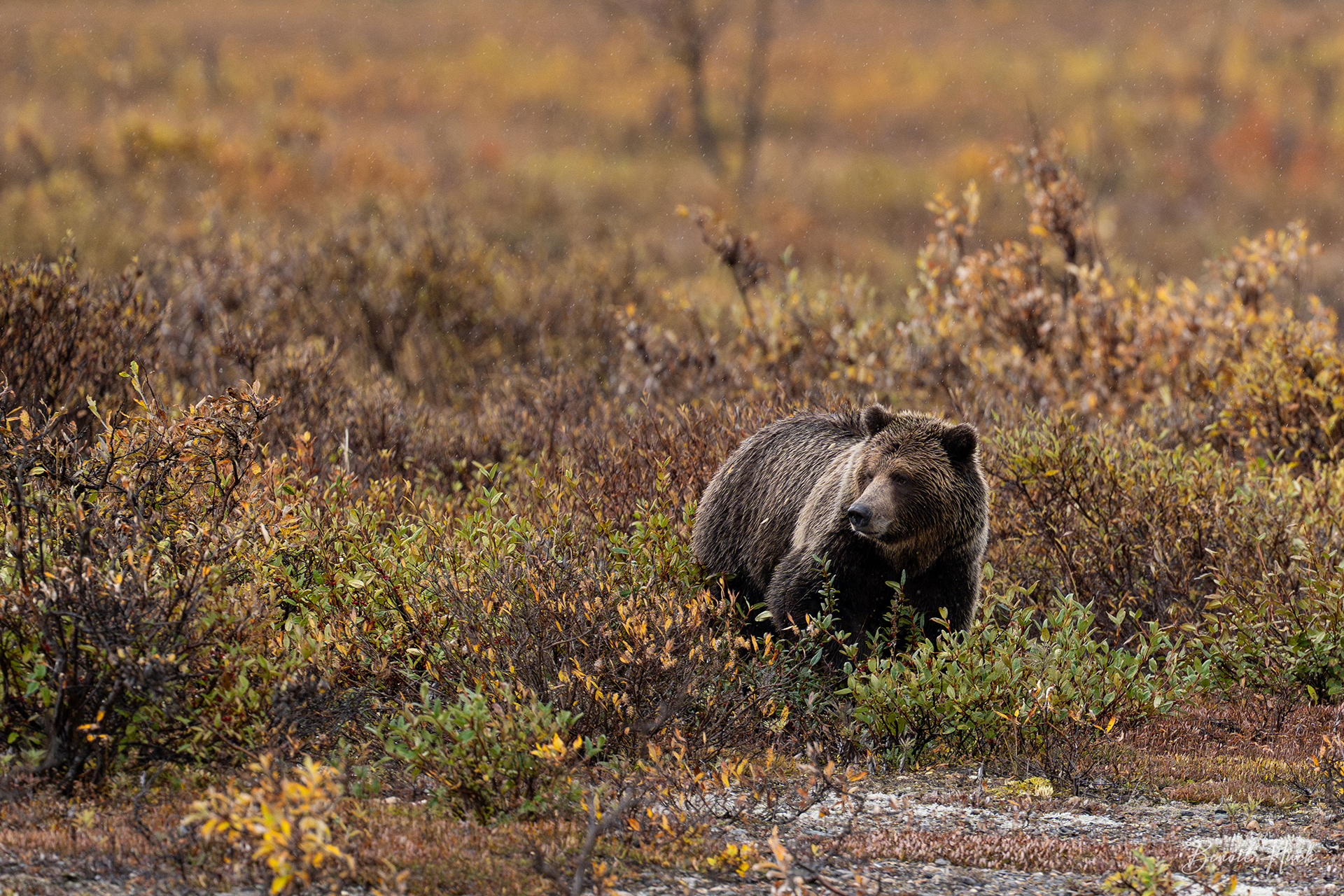 Grizzly (Ursus arctos) / Yukon