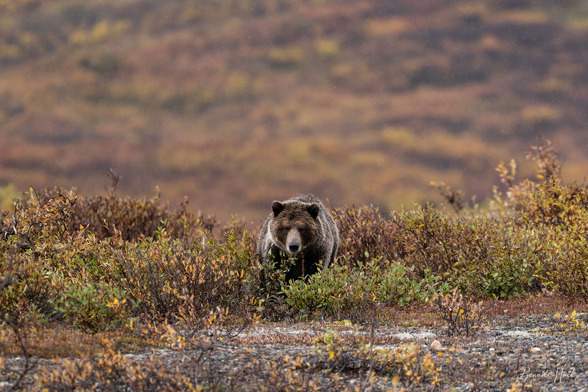 Grizzly (Ursus arctos) / Yukon
