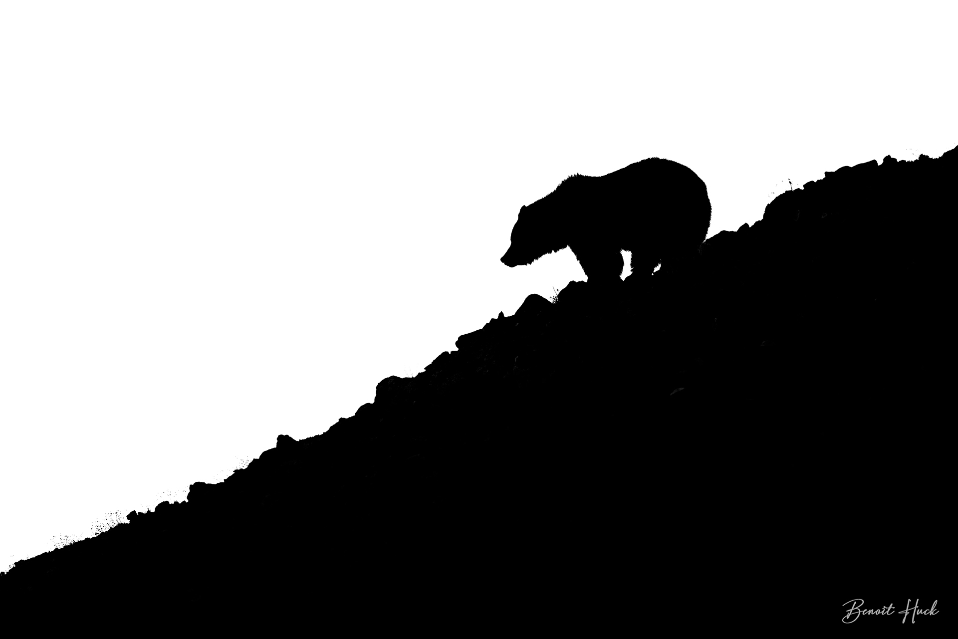 Grizzly (Ursus arctos) / Wyoming