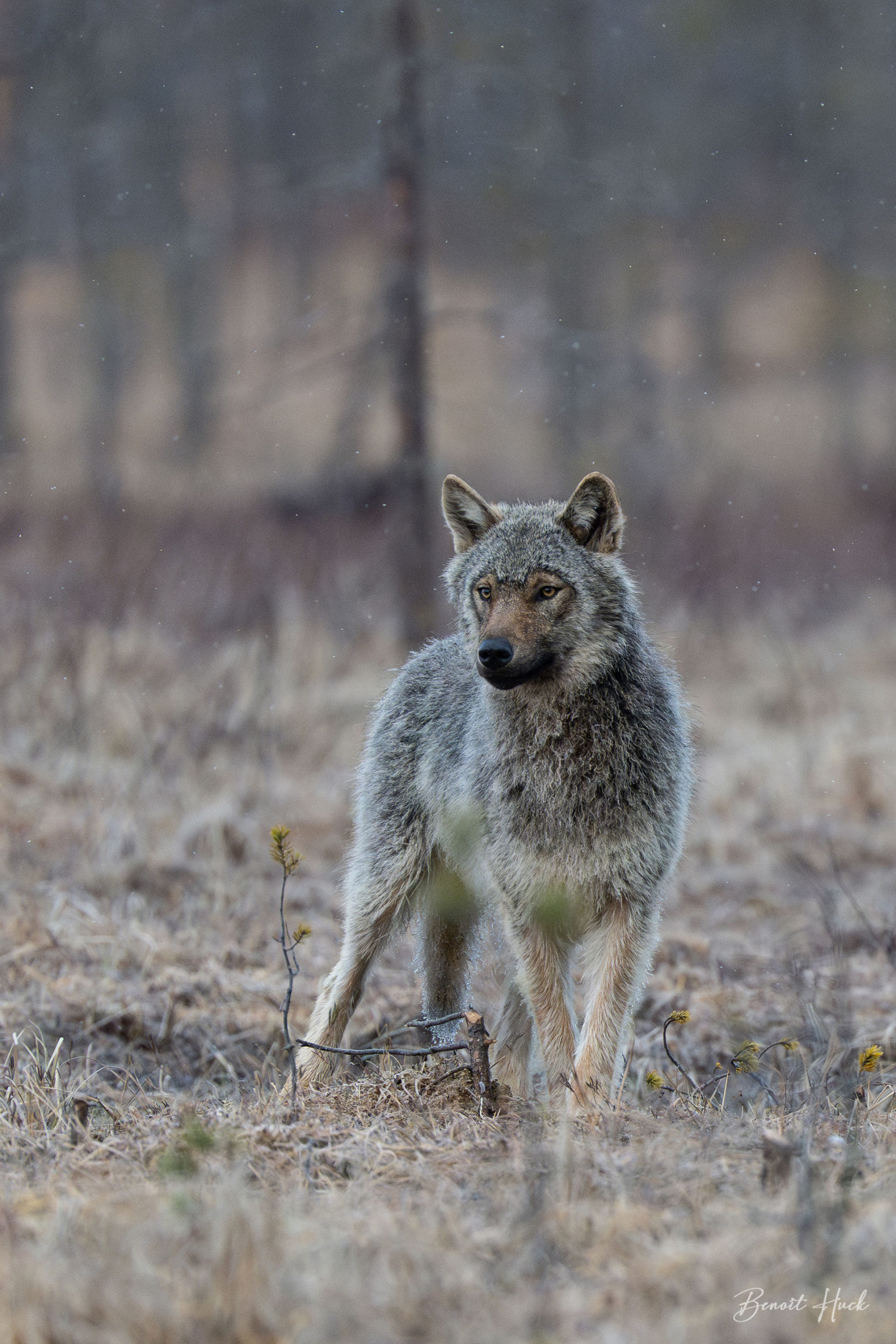 Loup gris (Canis lupus) / Finlande
