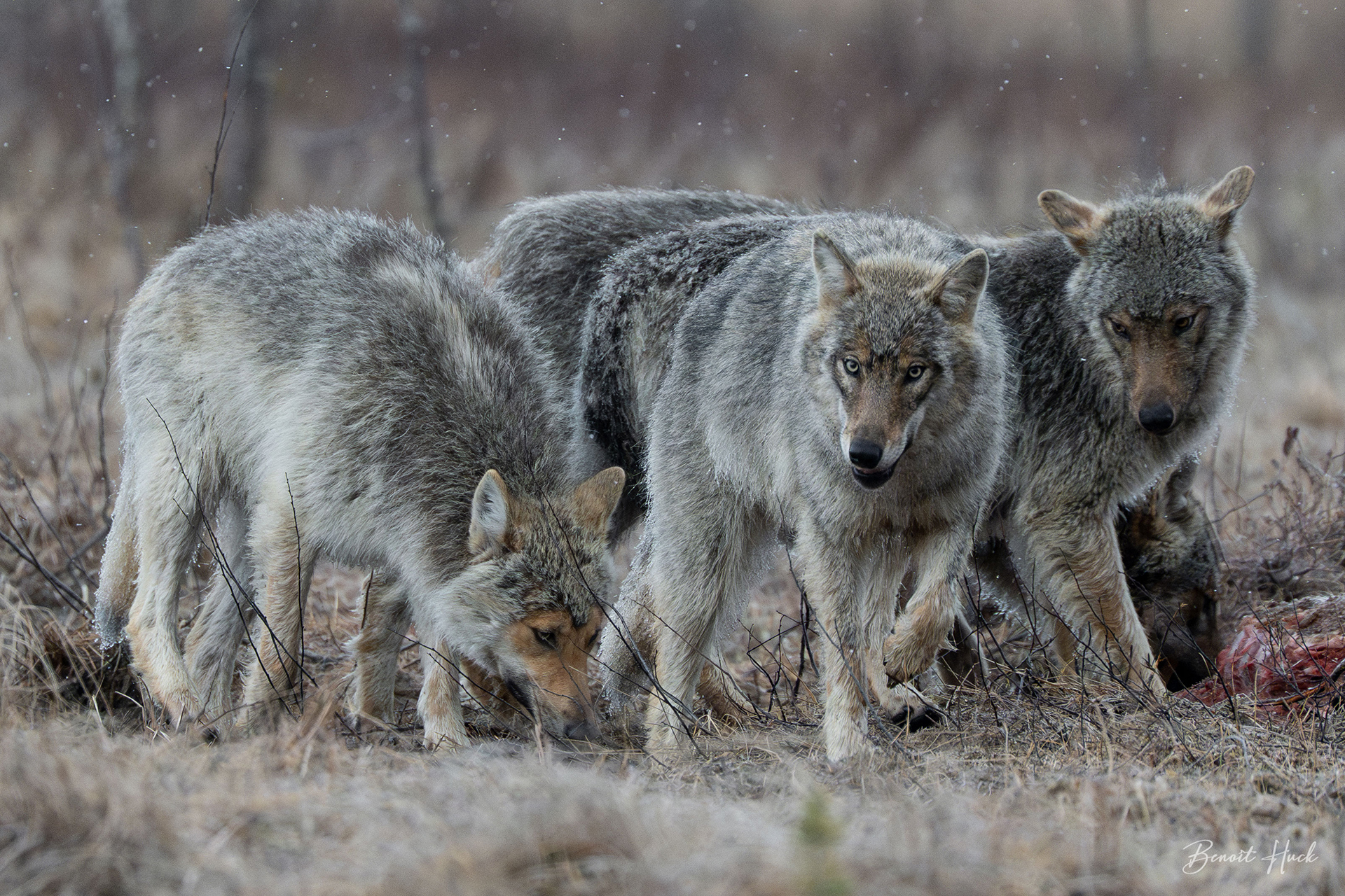 Loup gris (Canis lupus) / Finlande
