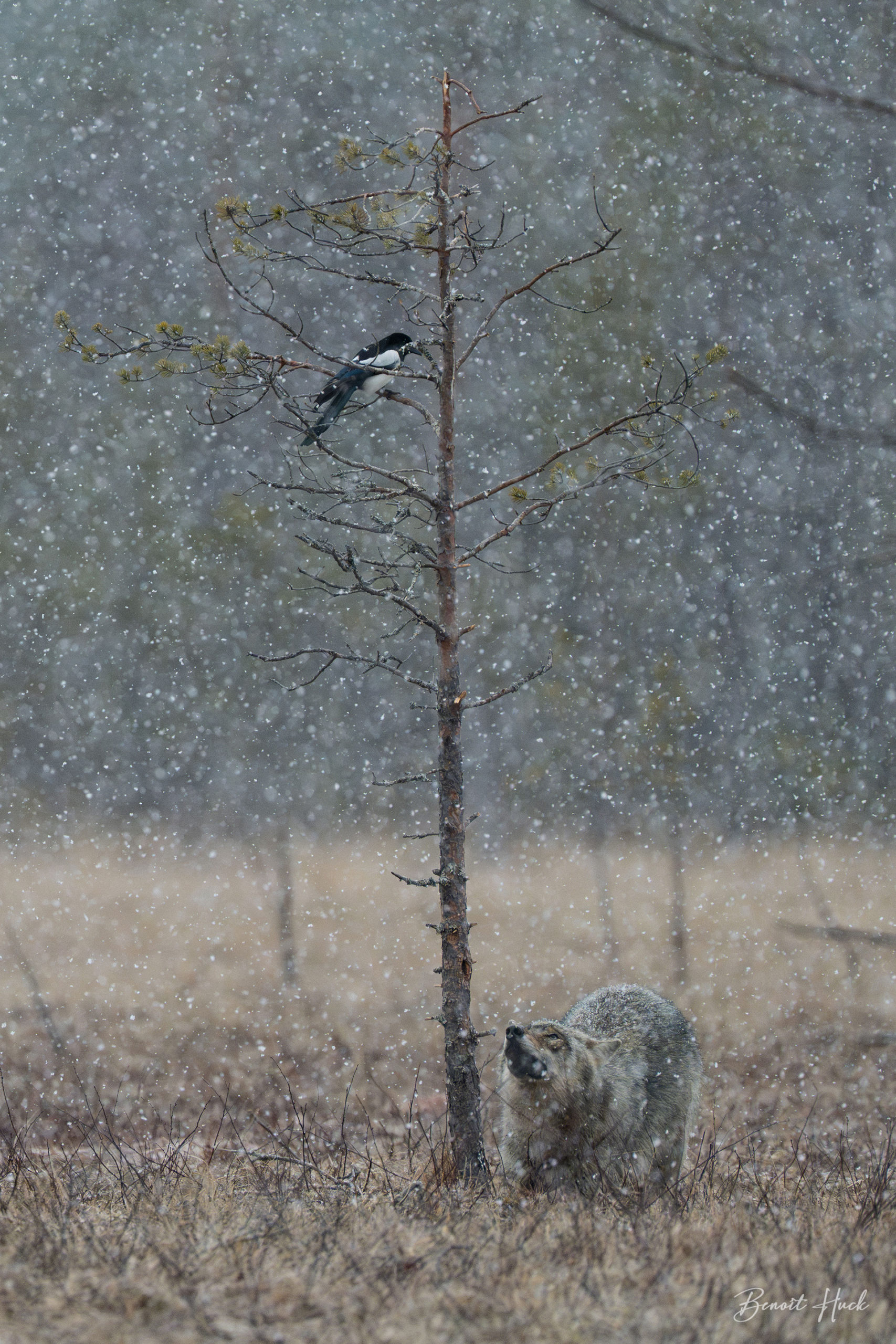 Loup gris (Canis lupus) / Finlande
