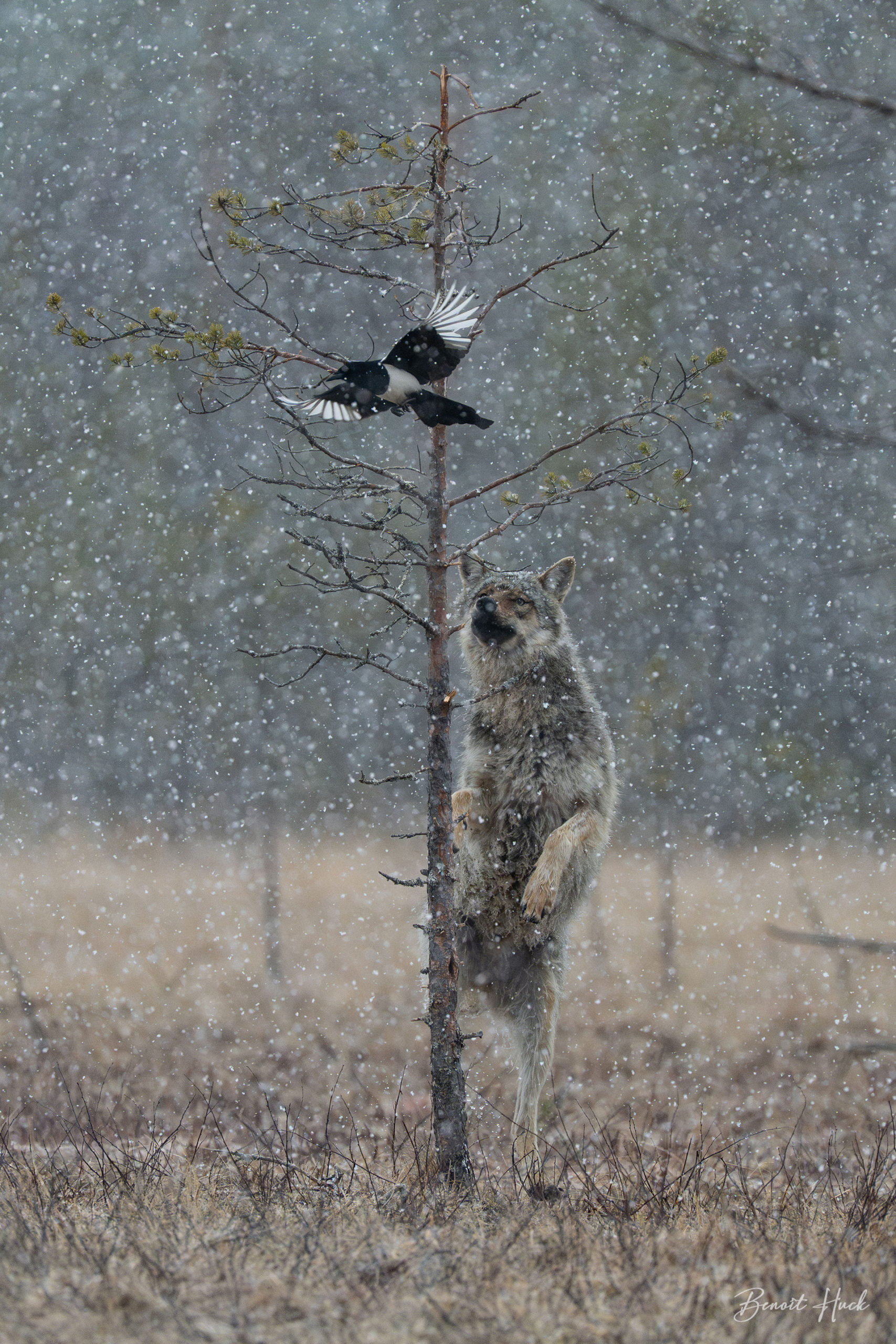 Loup gris (Canis lupus) / Finlande