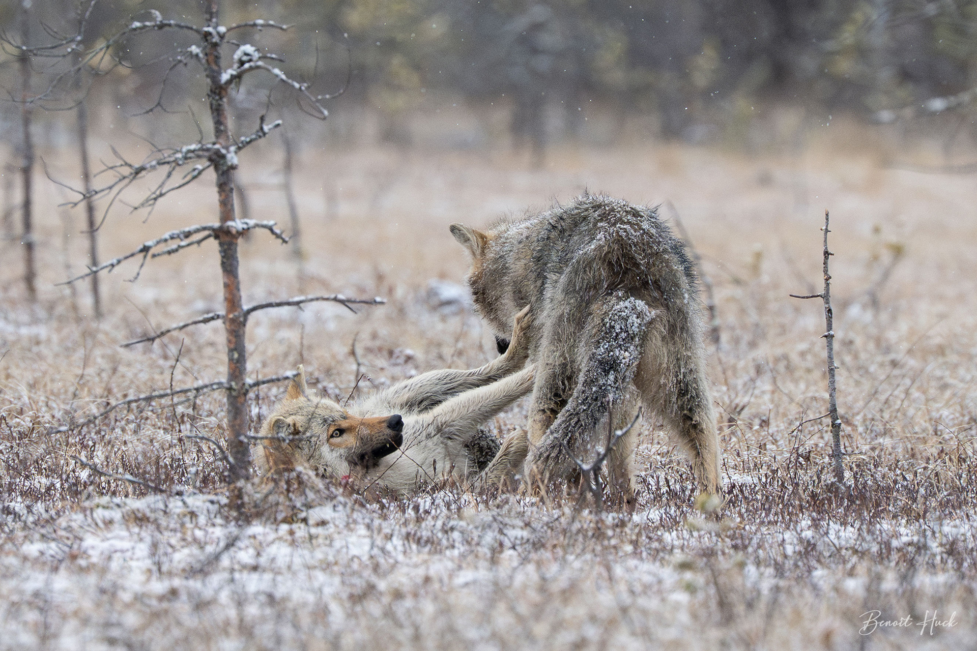 Loup gris (Canis lupus) / Finlande