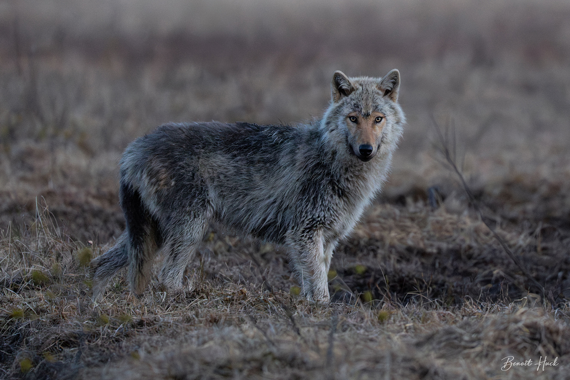 Loup gris (Canis lupus) / Finlande