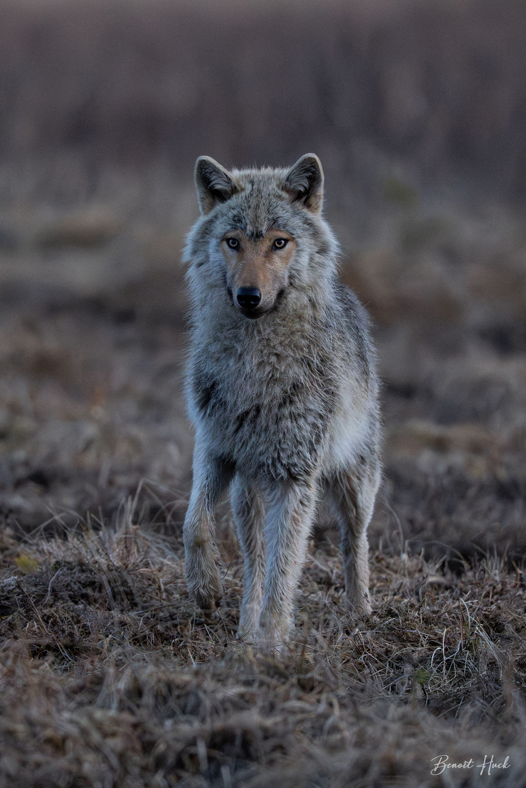 Loup gris (Canis lupus) / Finlande