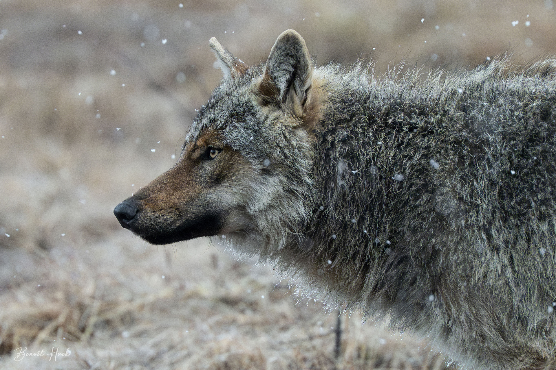 Loup gris (Canis lupus) / Finlande