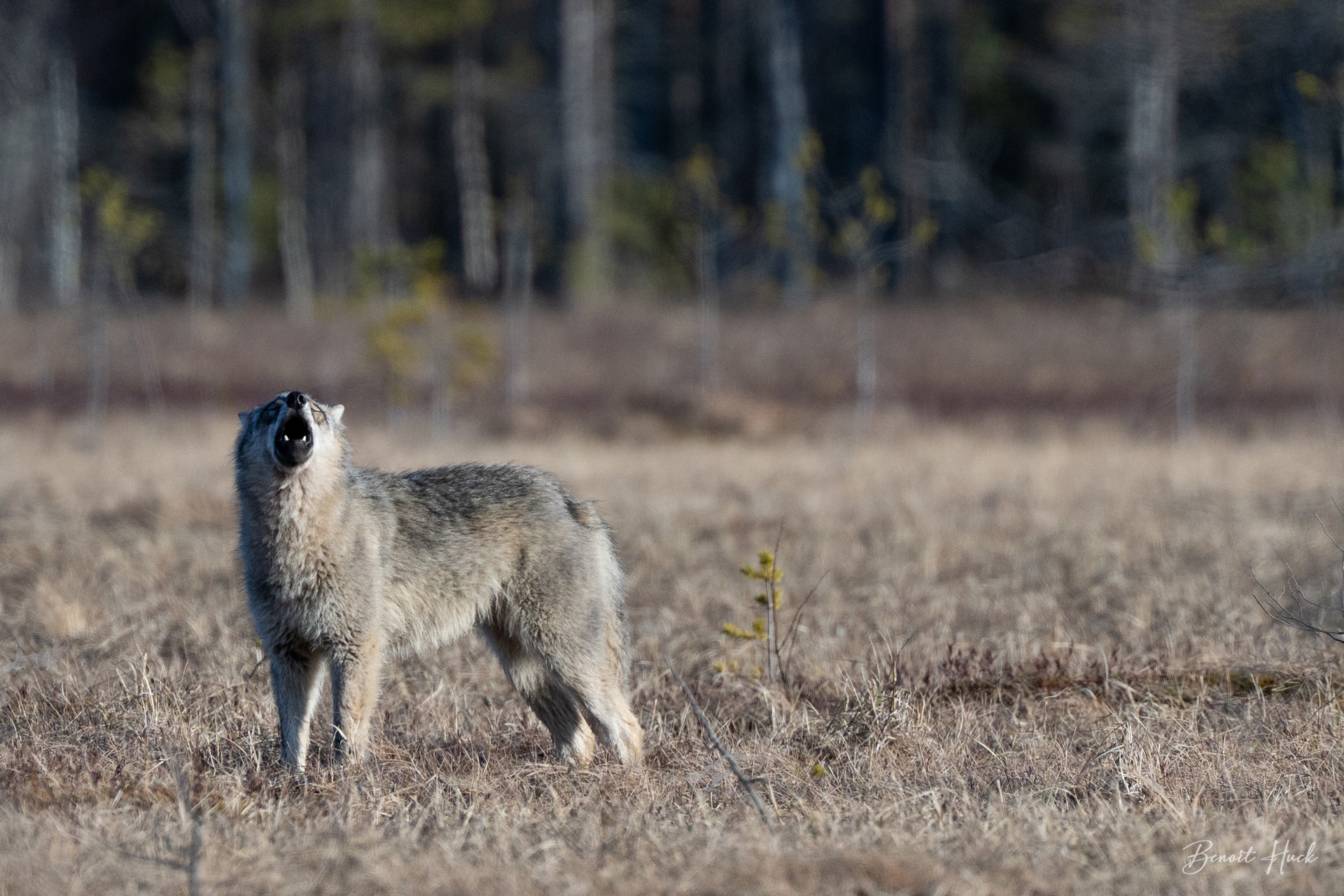 Loup gris (Canis lupus) / Finlande