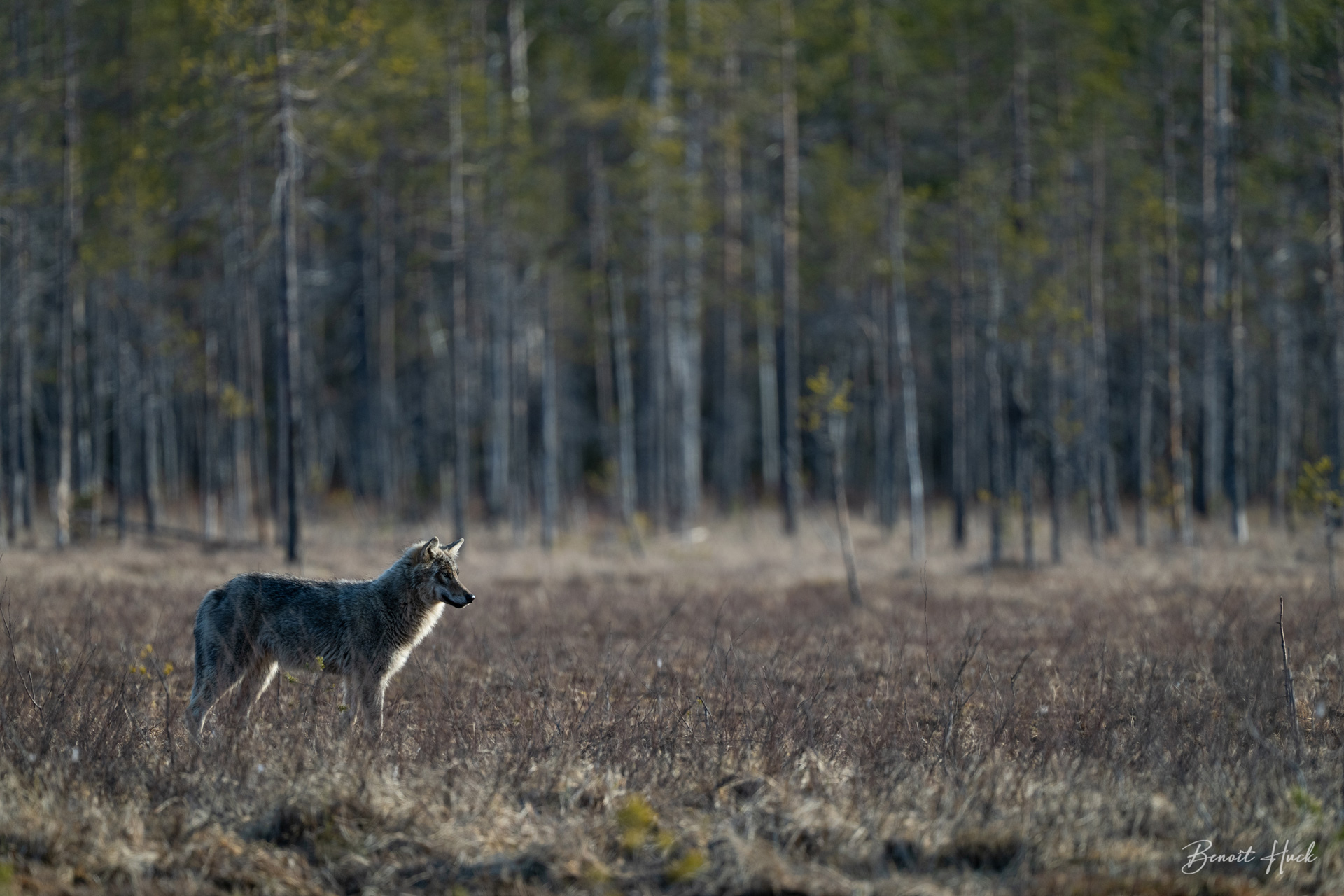 Loup gris (Canis lupus) / Finlande