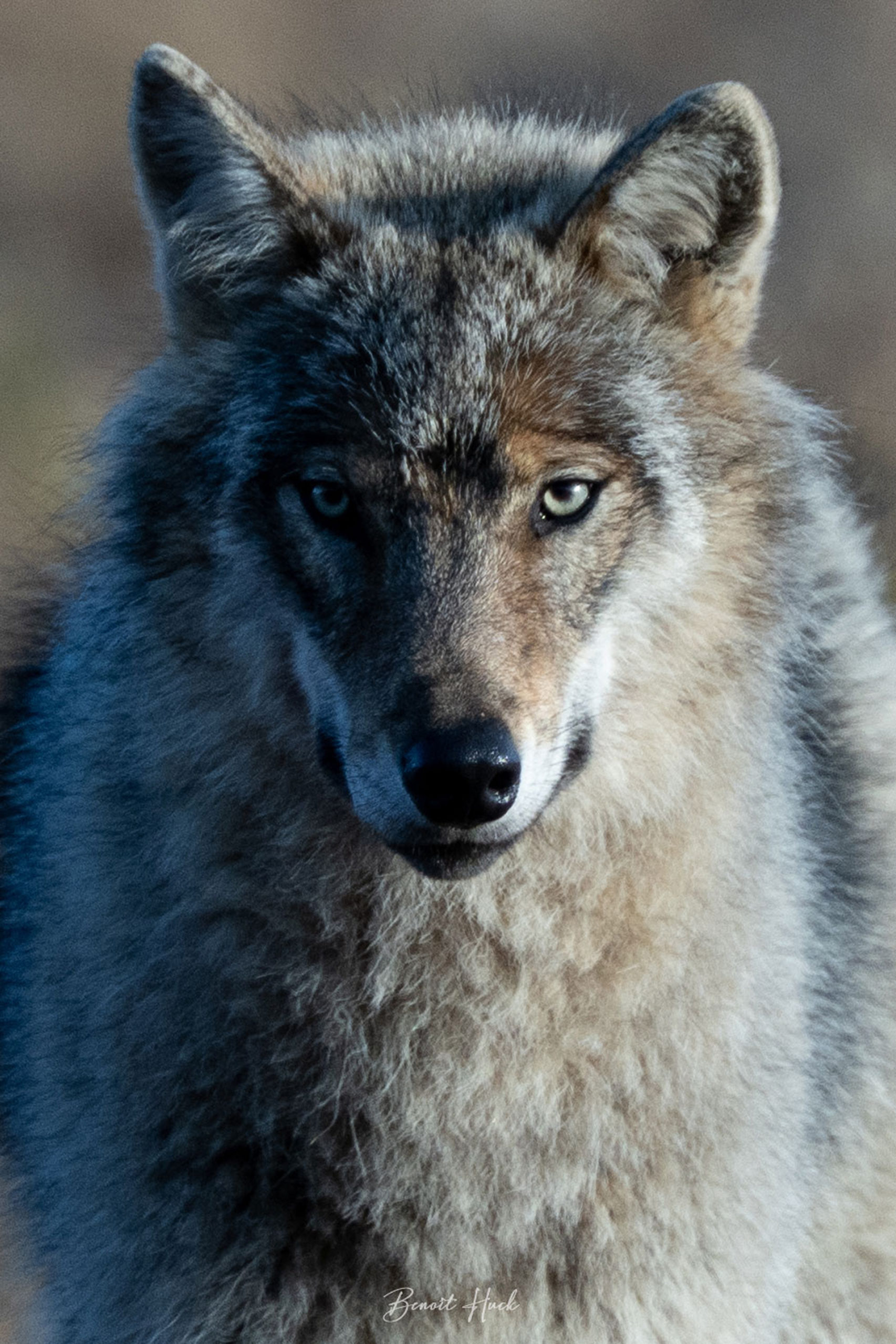 Loup gris (Canis lupus) / Finlande