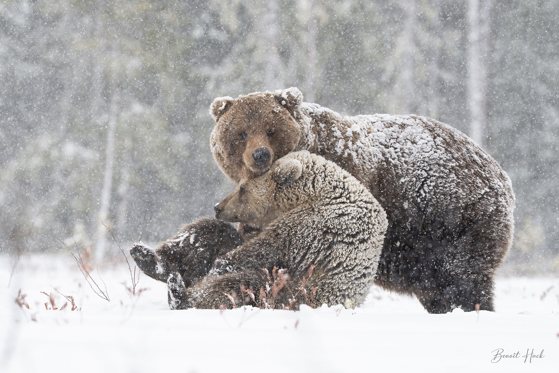 Ours brun (Ursus arctos) / Finlande – Parade amoureuse