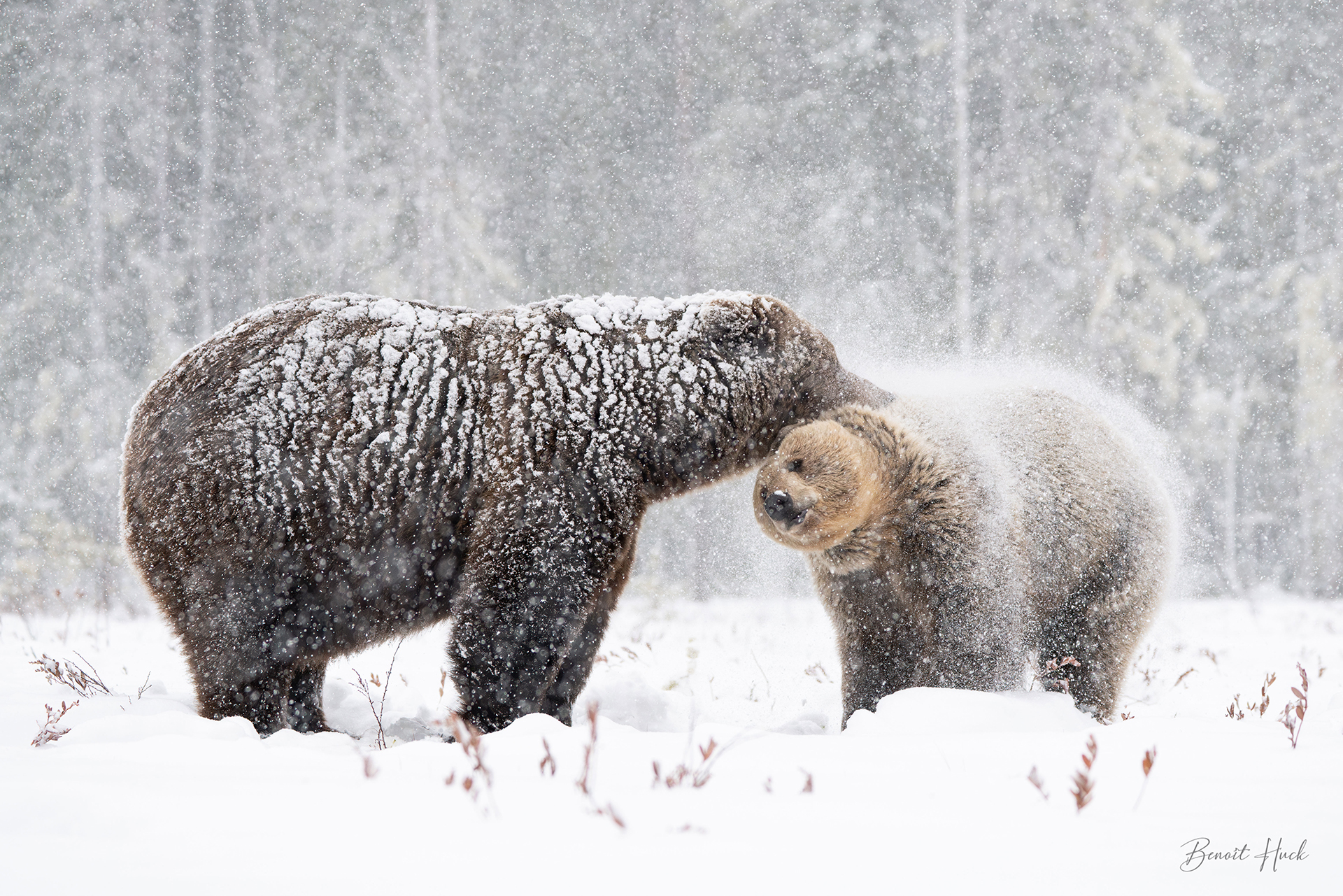 Ours brun (Ursus arctos) / Finlande – Parade amoureuse