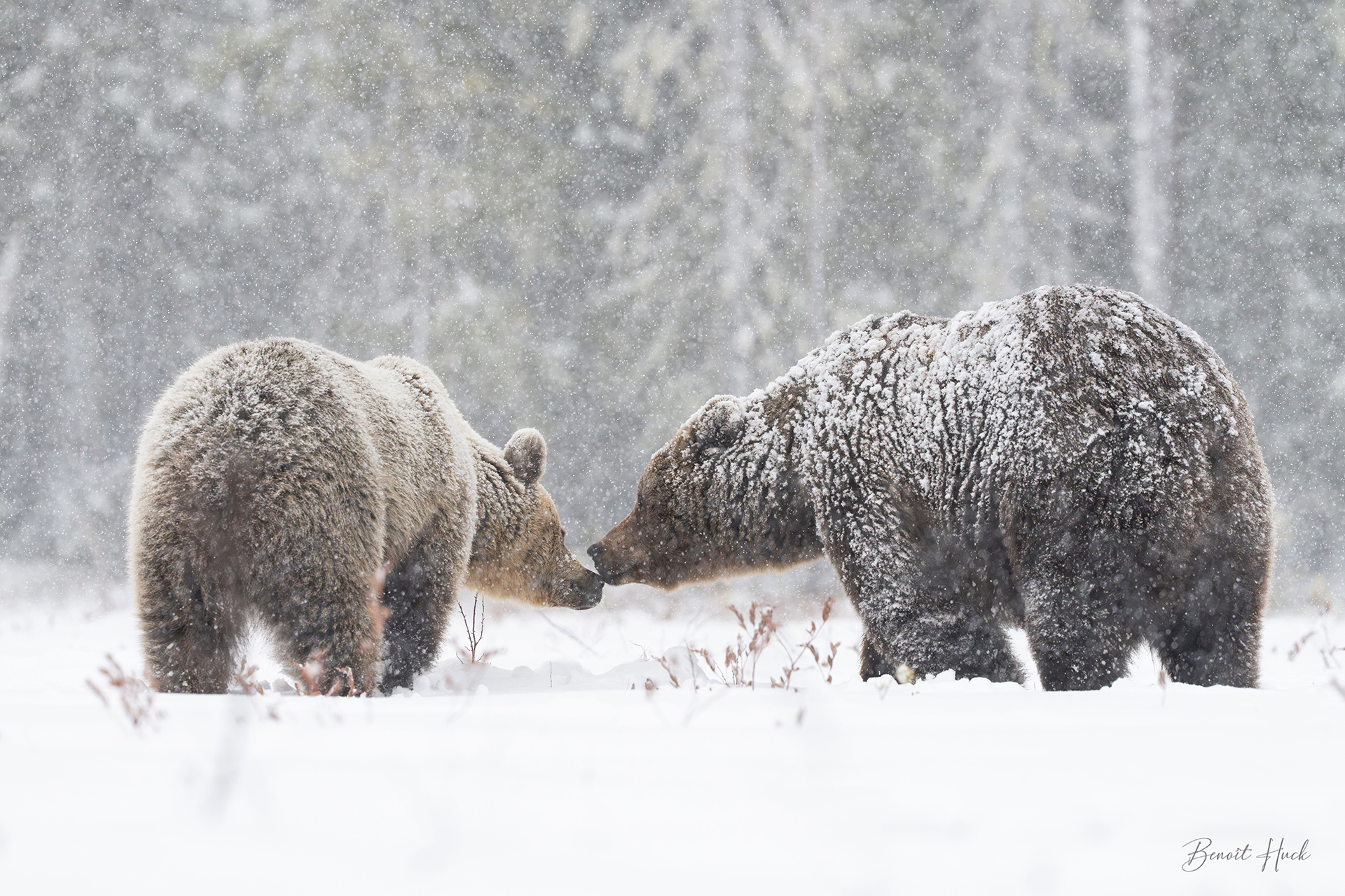 Ours brun (Ursus arctos) / Finlande – Parade amoureuse