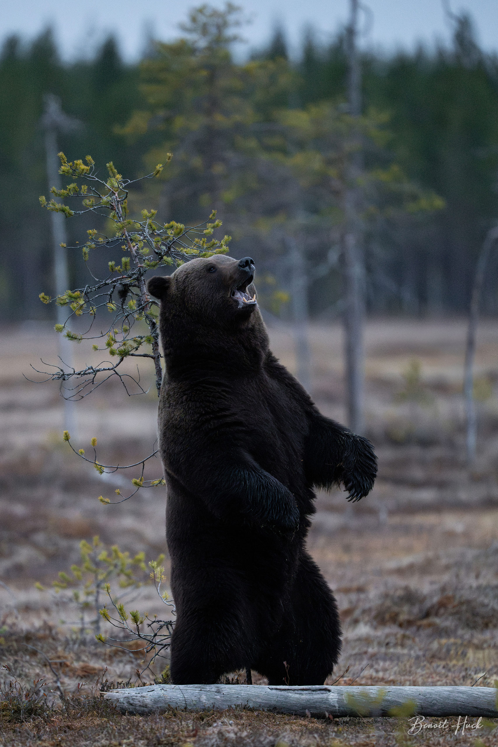 Ours brun (Ursus arctos) / Finlande – Intimidation