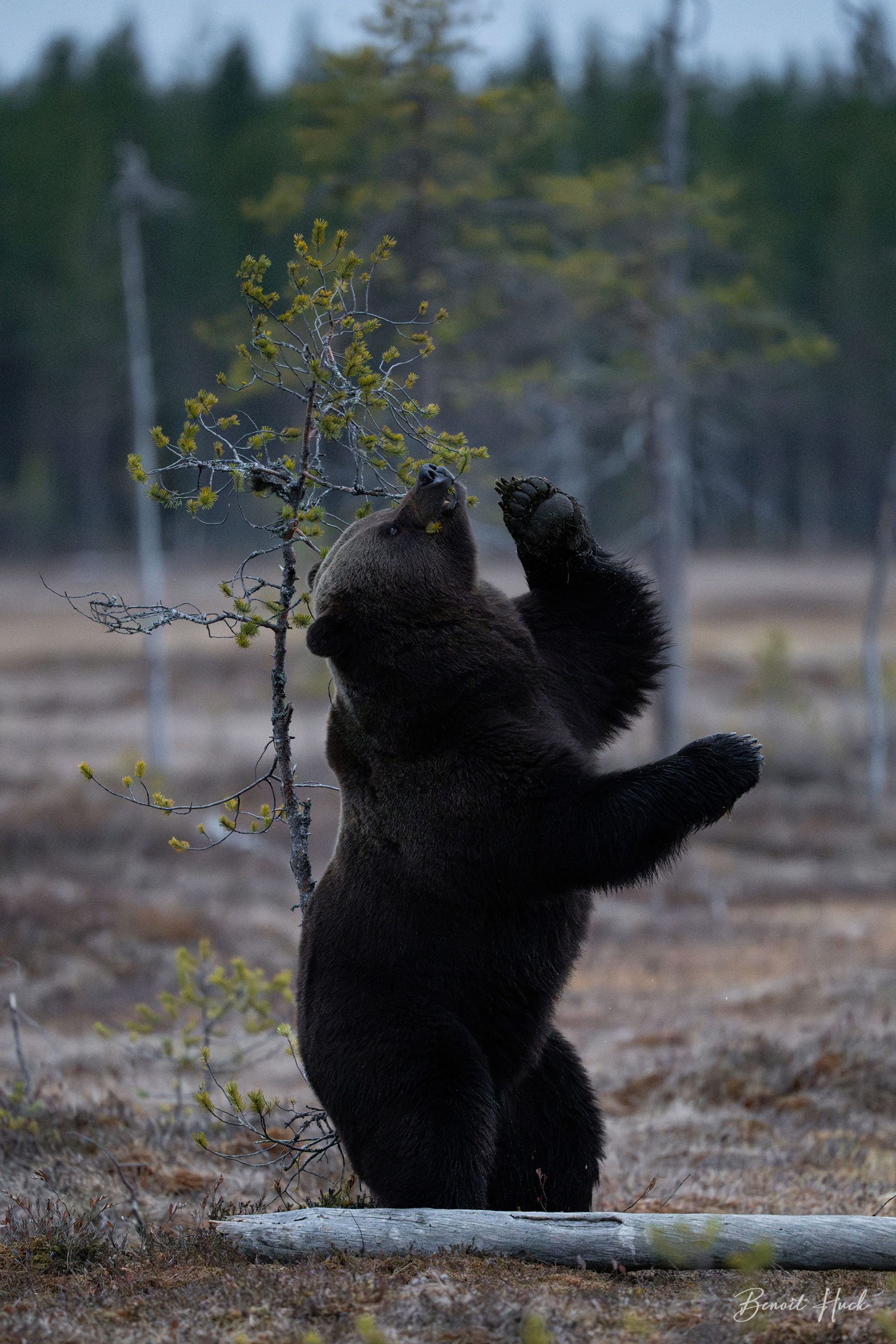 Ours brun (Ursus arctos) / Finlande – Intimidation