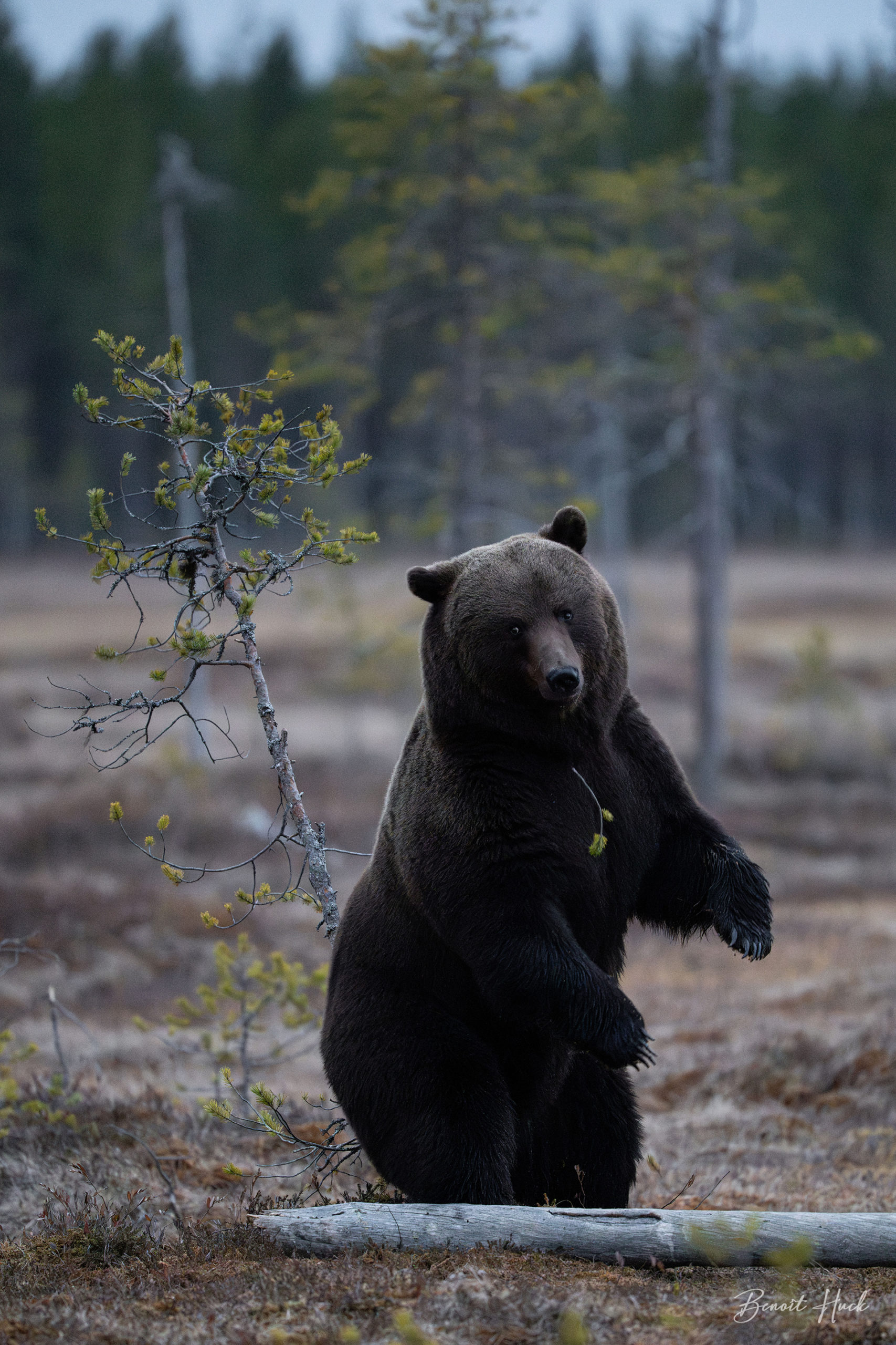 Ours brun (Ursus arctos) / Finlande – Intimidation