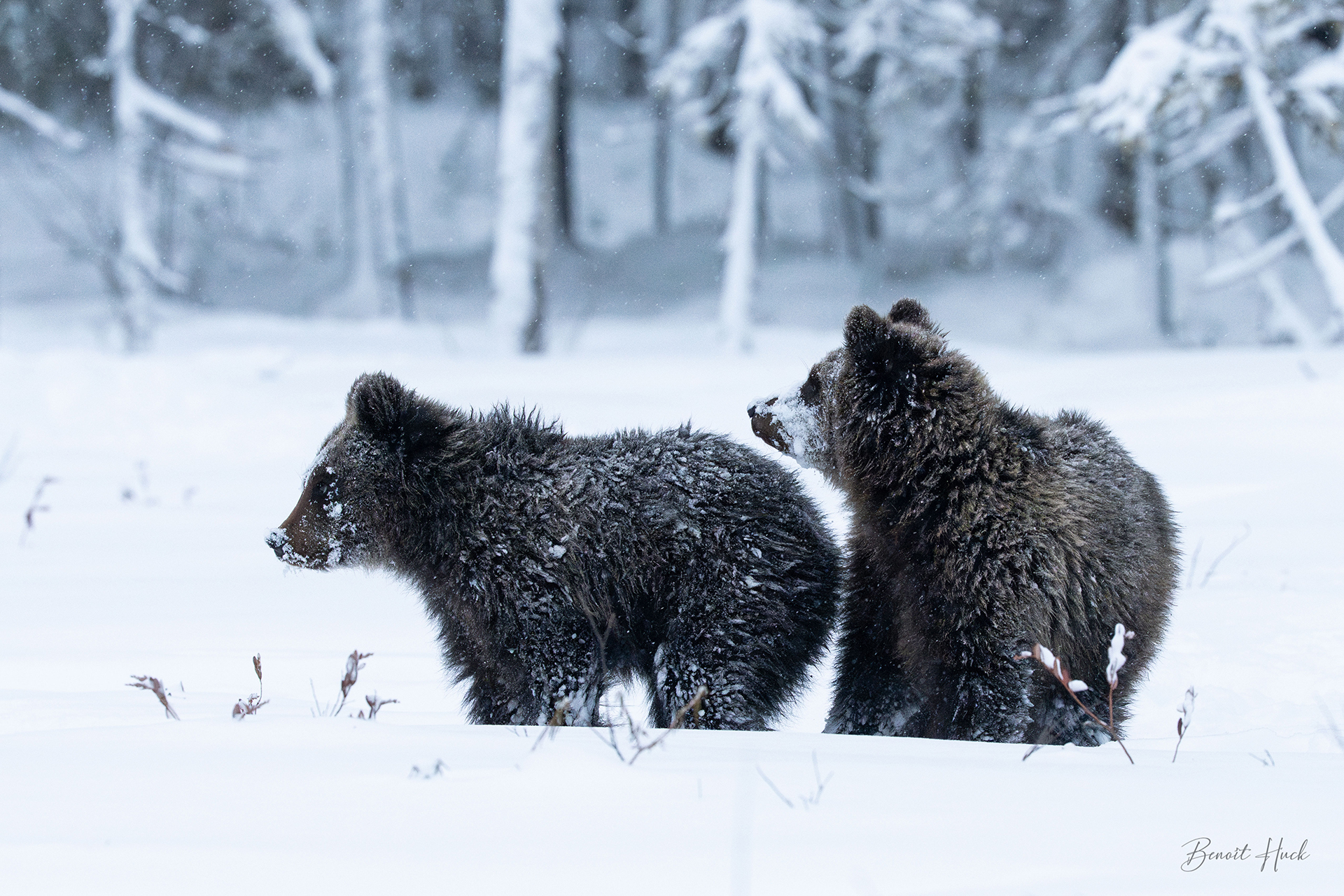 Ours brun (Ursus arctos) / Finlande – Oursons