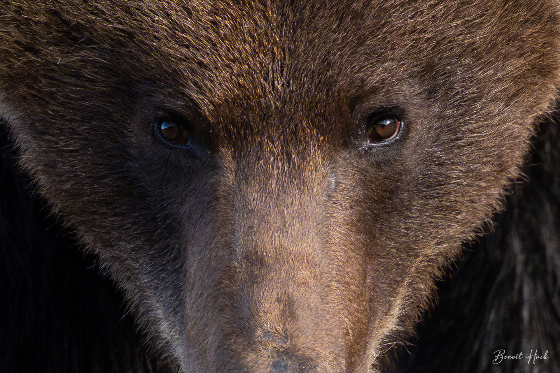 Ours brun (Ursus arctos) / Finlande