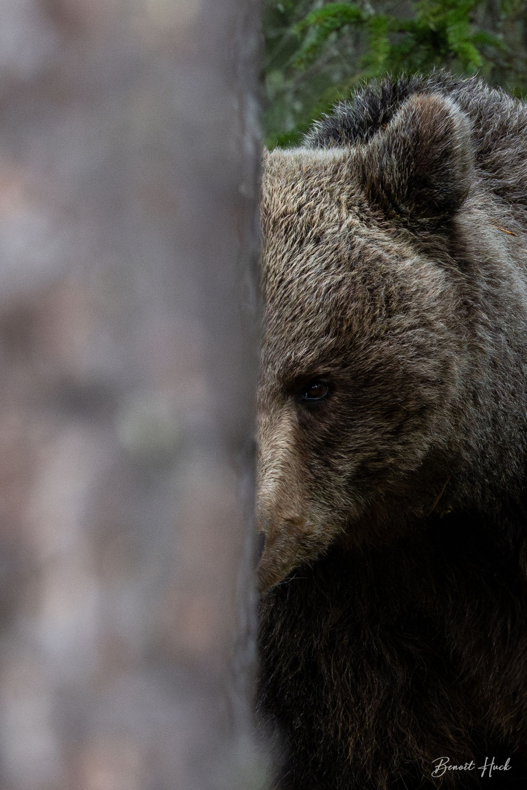 Ours brun (Ursus arctos) / Finlande