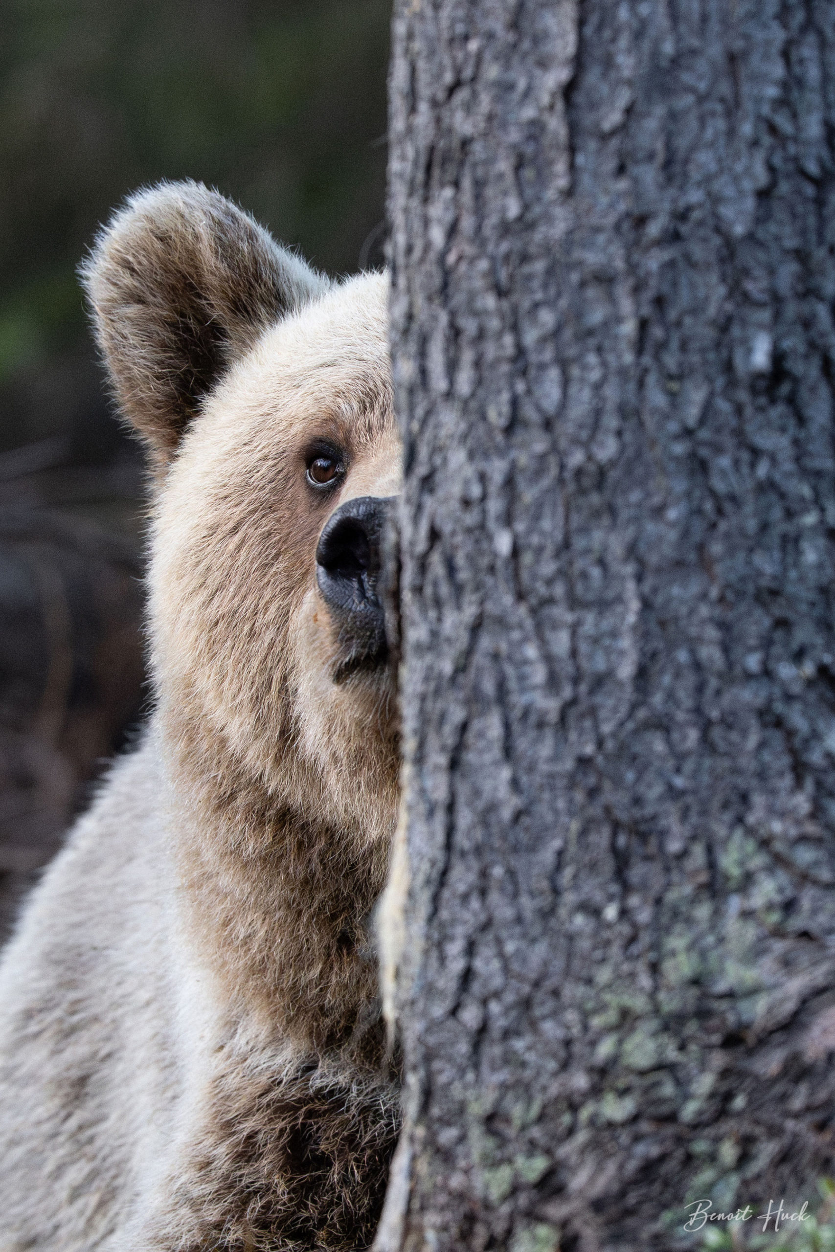 Ours brun (Ursus arctos) / Finlande