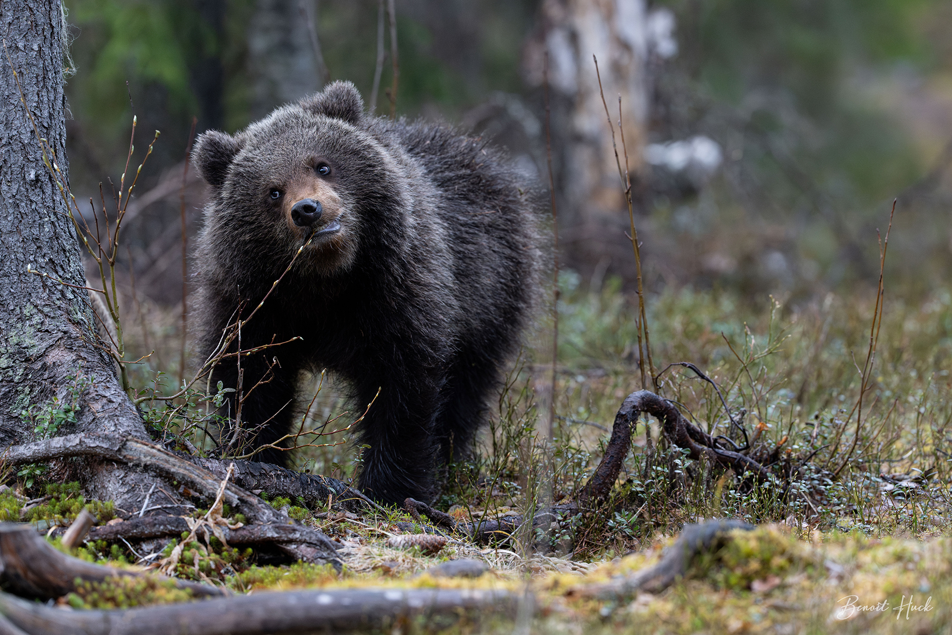 Ours brun (Ursus arctos) / Finlande – Ourson