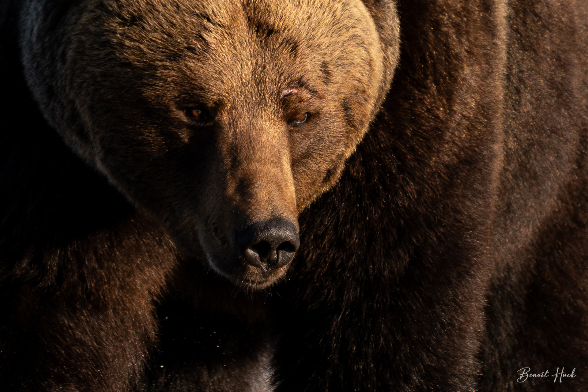 Ours brun (Ursus arctos) / Finlande