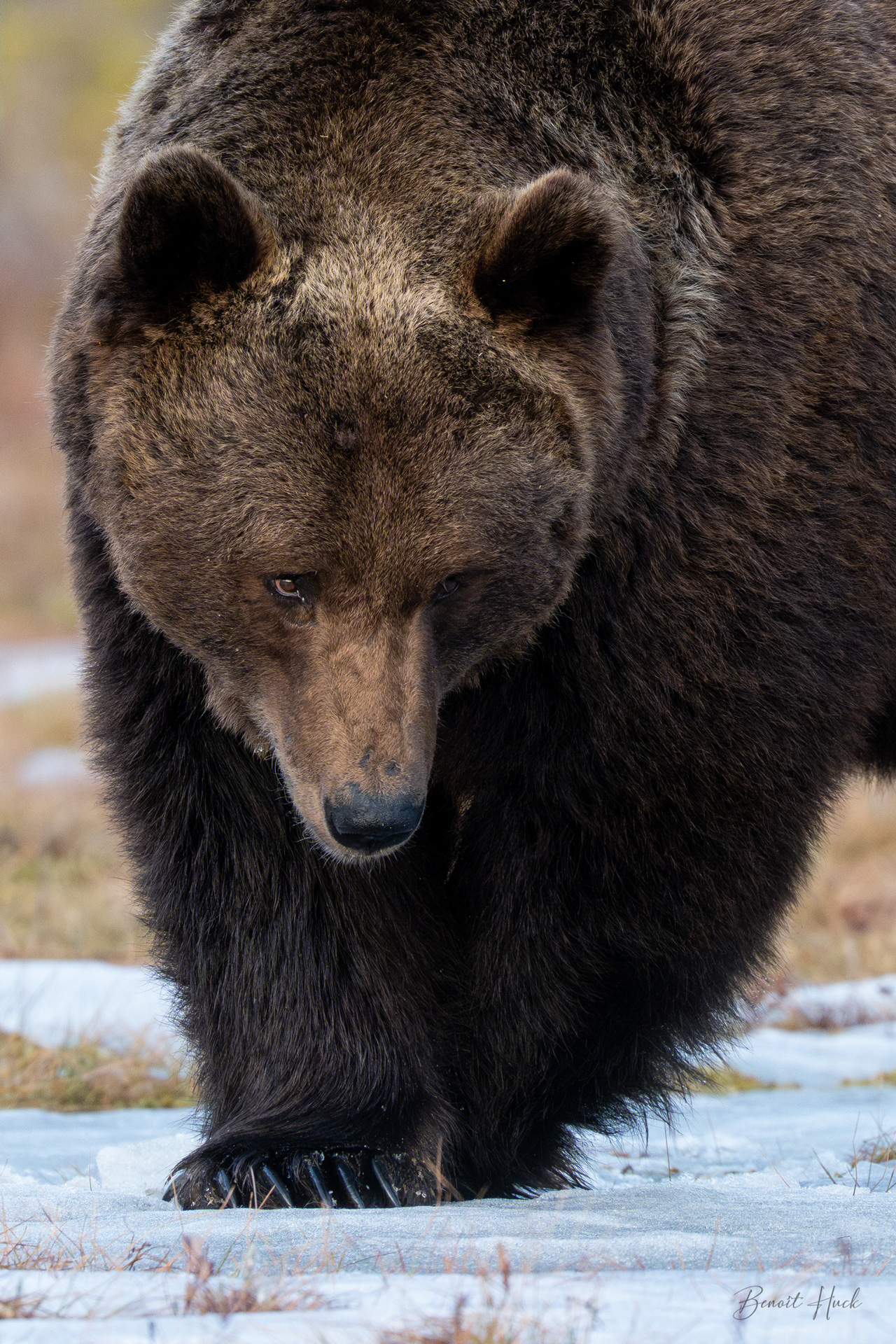 Ours brun (Ursus arctos) / Finlande