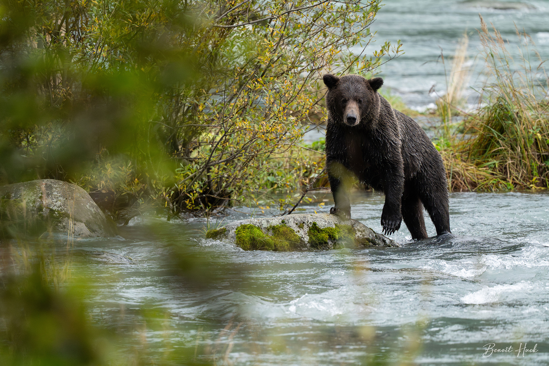 Ours brun côtier (Ursus arctos) / Alaska