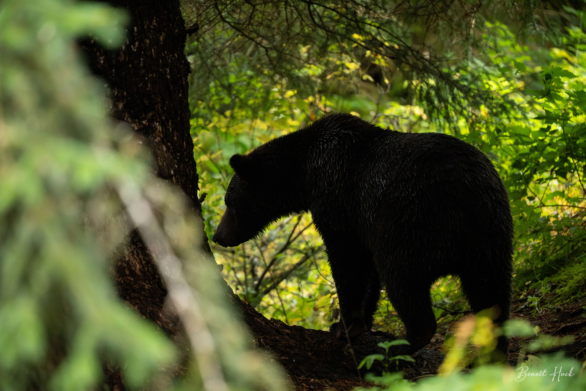 Ours brun côtier (Ursus arctos) / Alaska