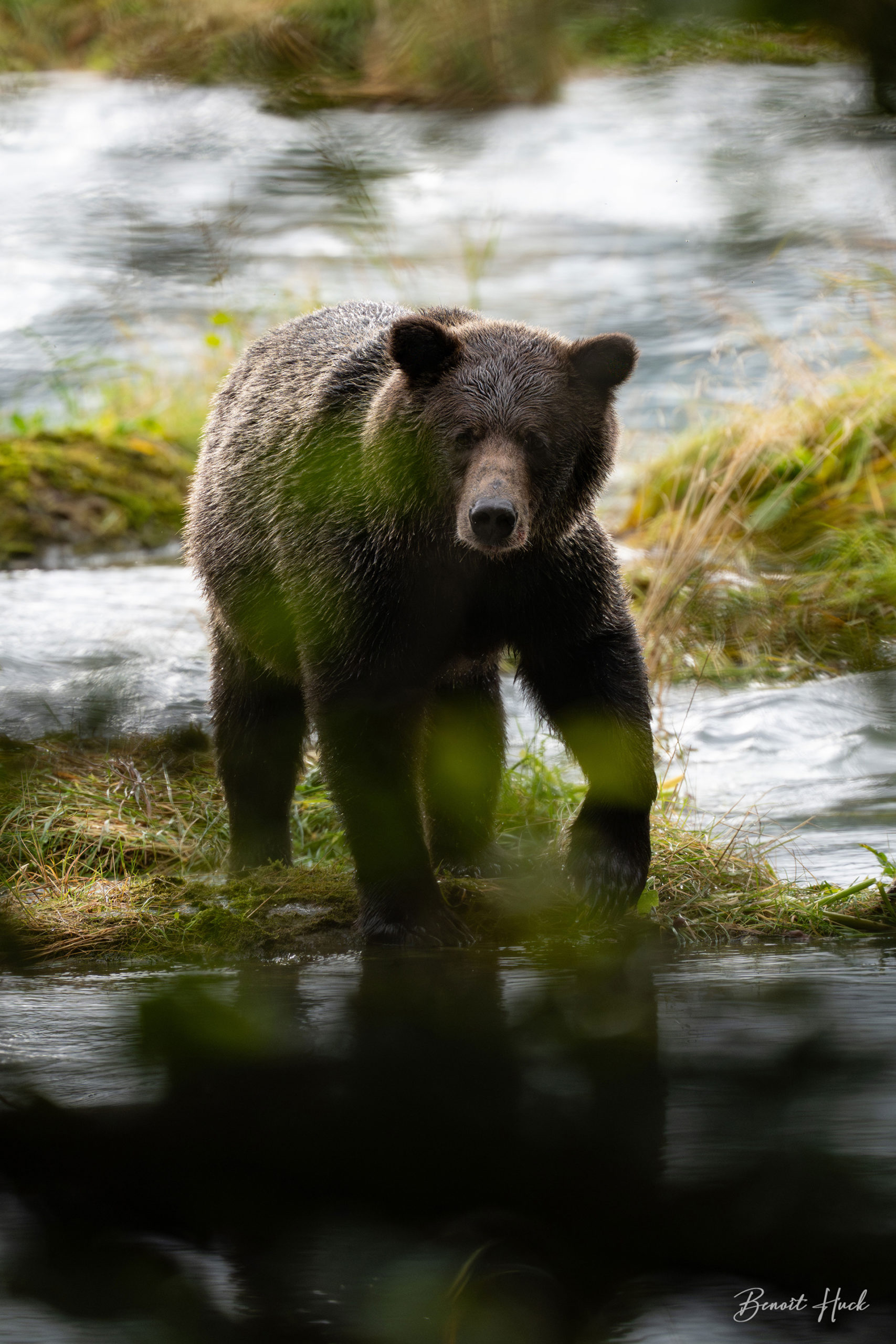 Ours brun côtier (Ursus arctos) / Alaska
