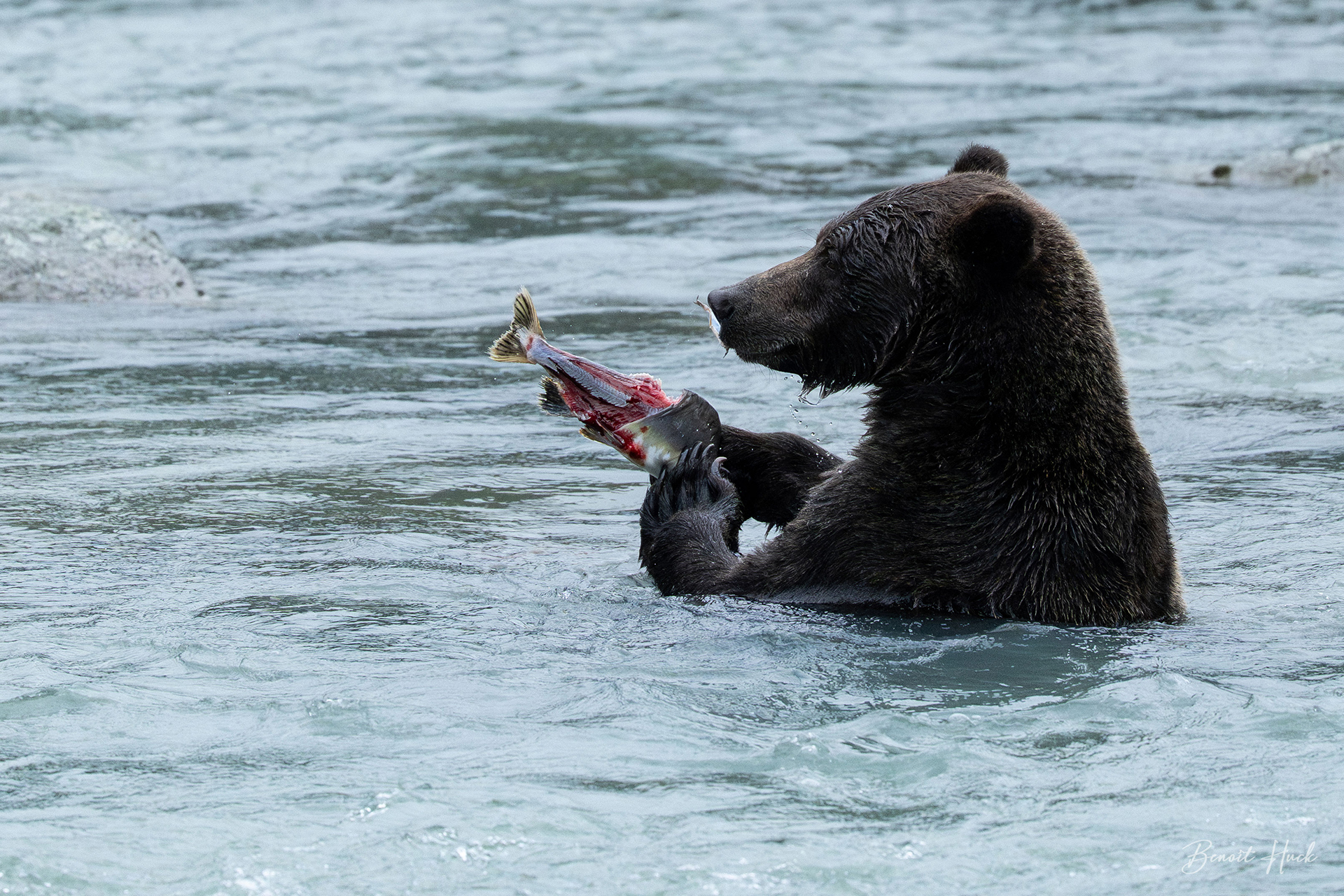 Ours brun côtier (Ursus arctos) / Alaska
