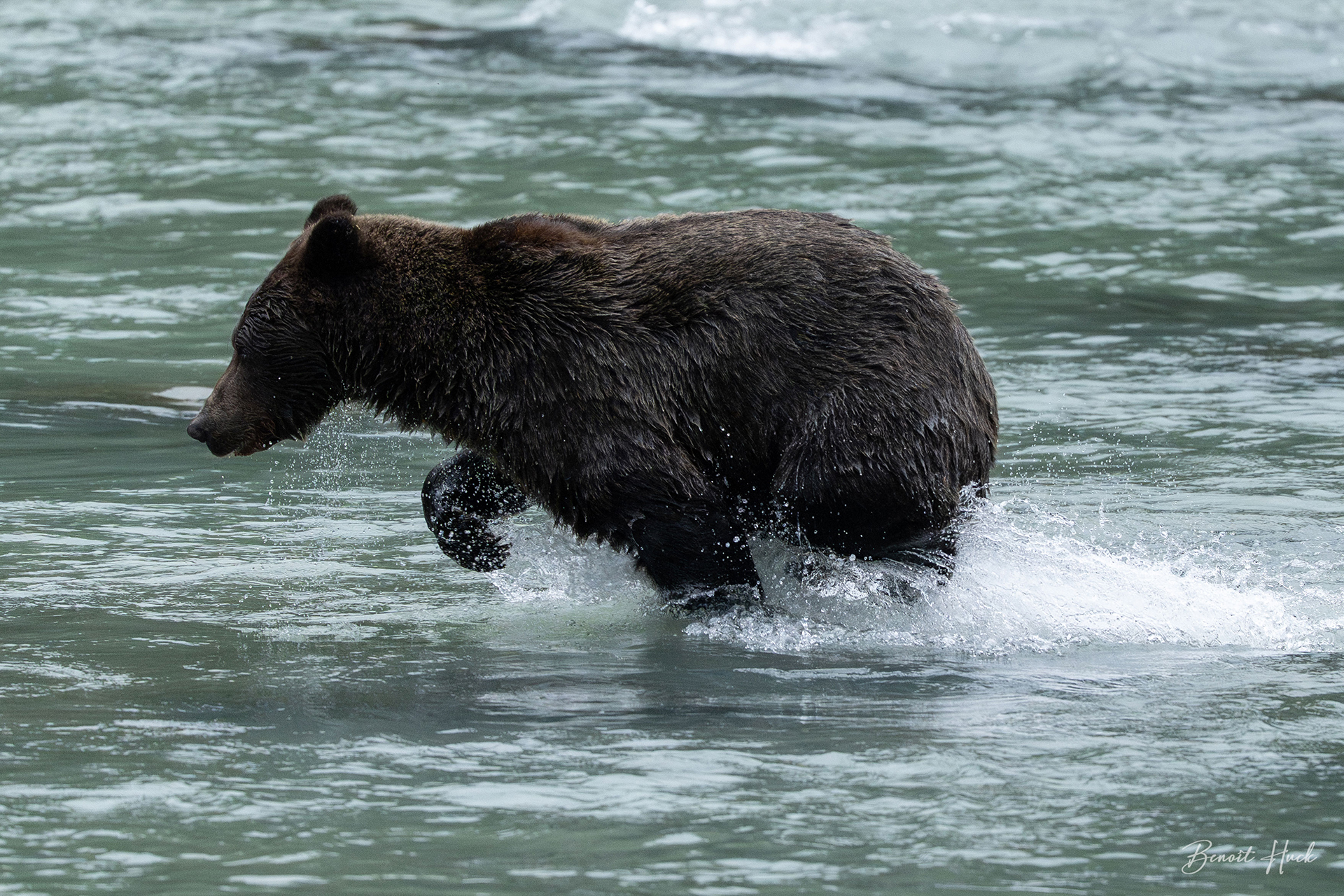 Ours brun côtier (Ursus arctos) / Alaska