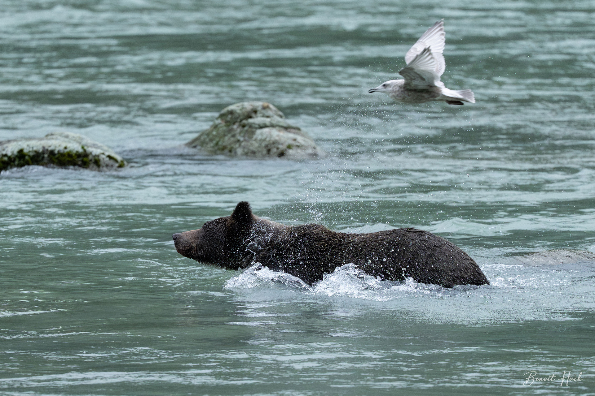 Ours brun côtier (Ursus arctos) / Alaska