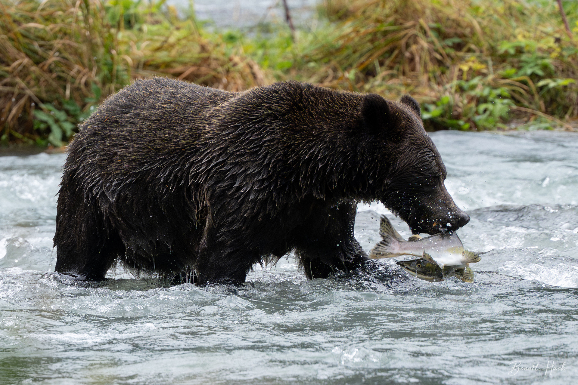 Ours brun côtier (Ursus arctos) / Alaska