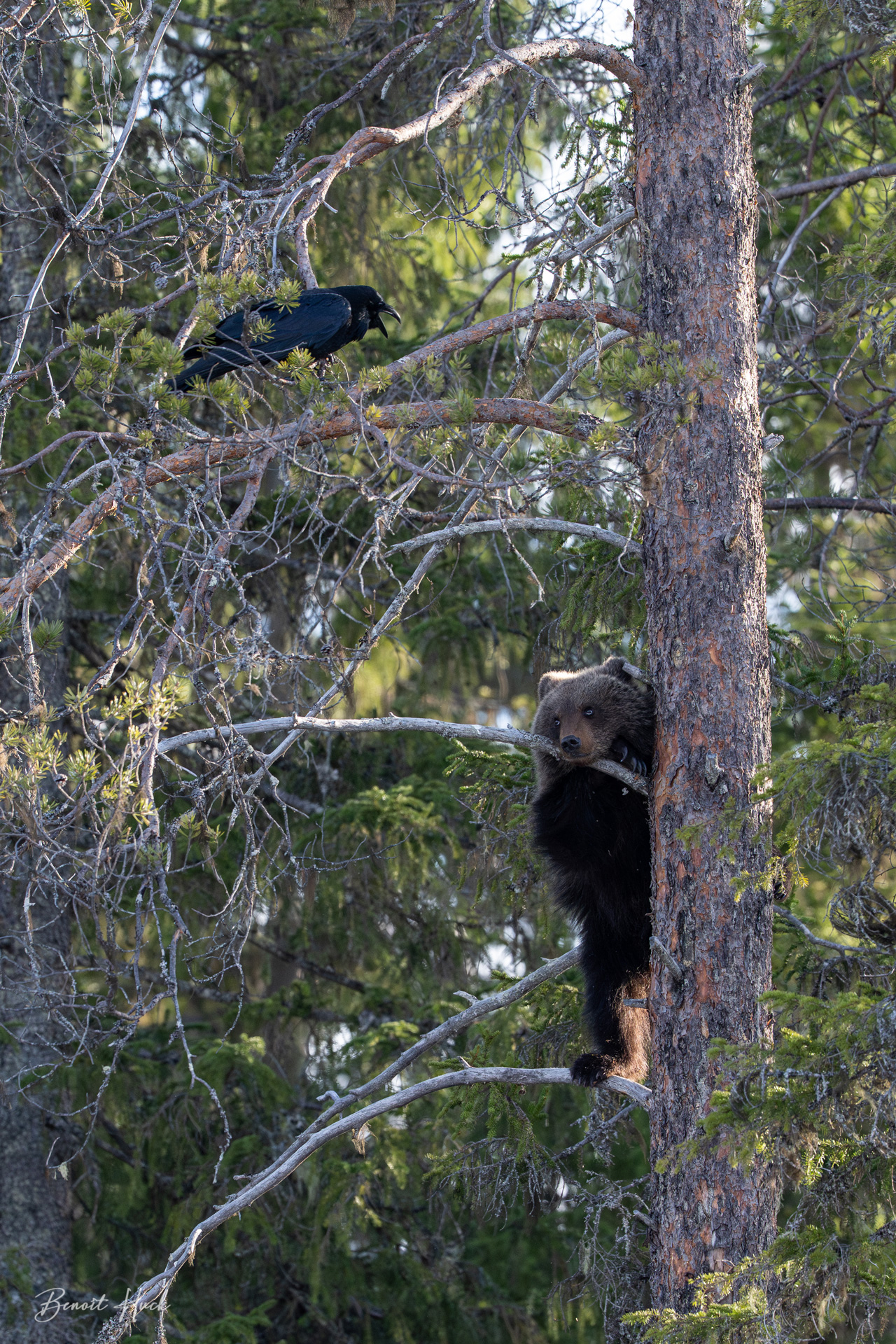Ours brun (Ursus arctos) / Finlande – Ourson