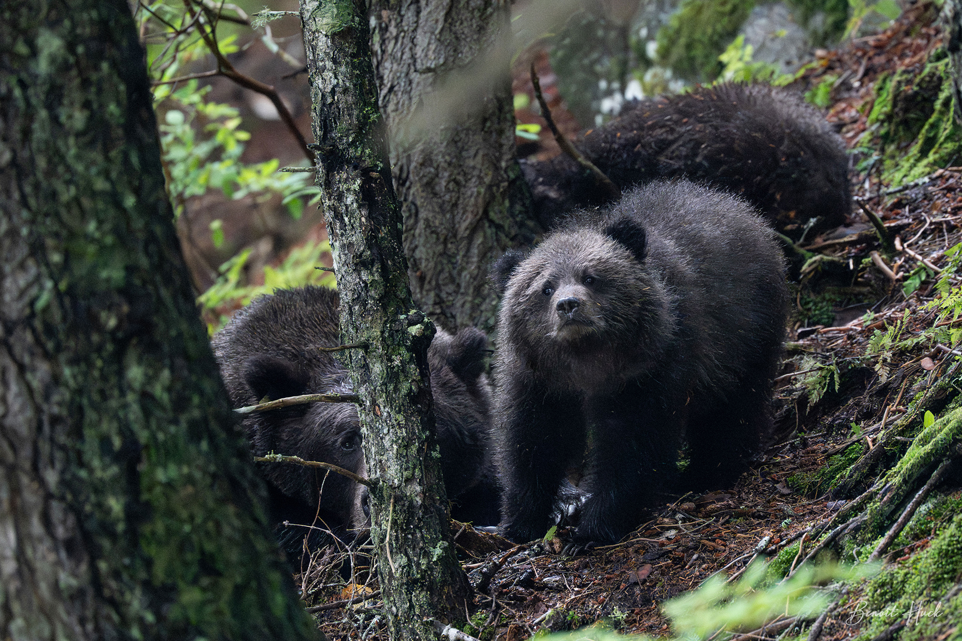 Ours brun côtier (Ursus arctos) / Alaska – Ourson et sa mère
