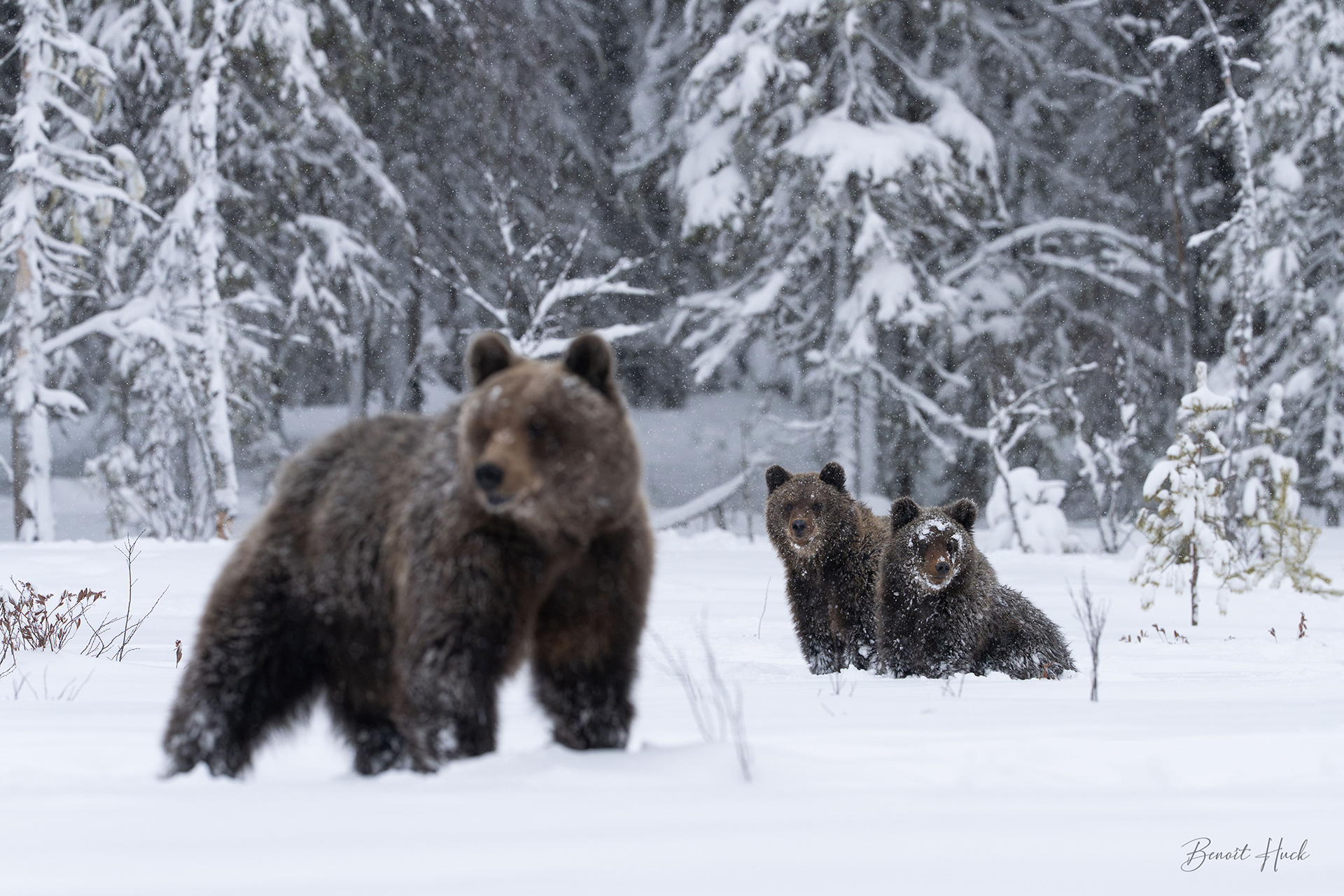 Ours brun (Ursus arctos) / Finlande – Oursons et leur mère